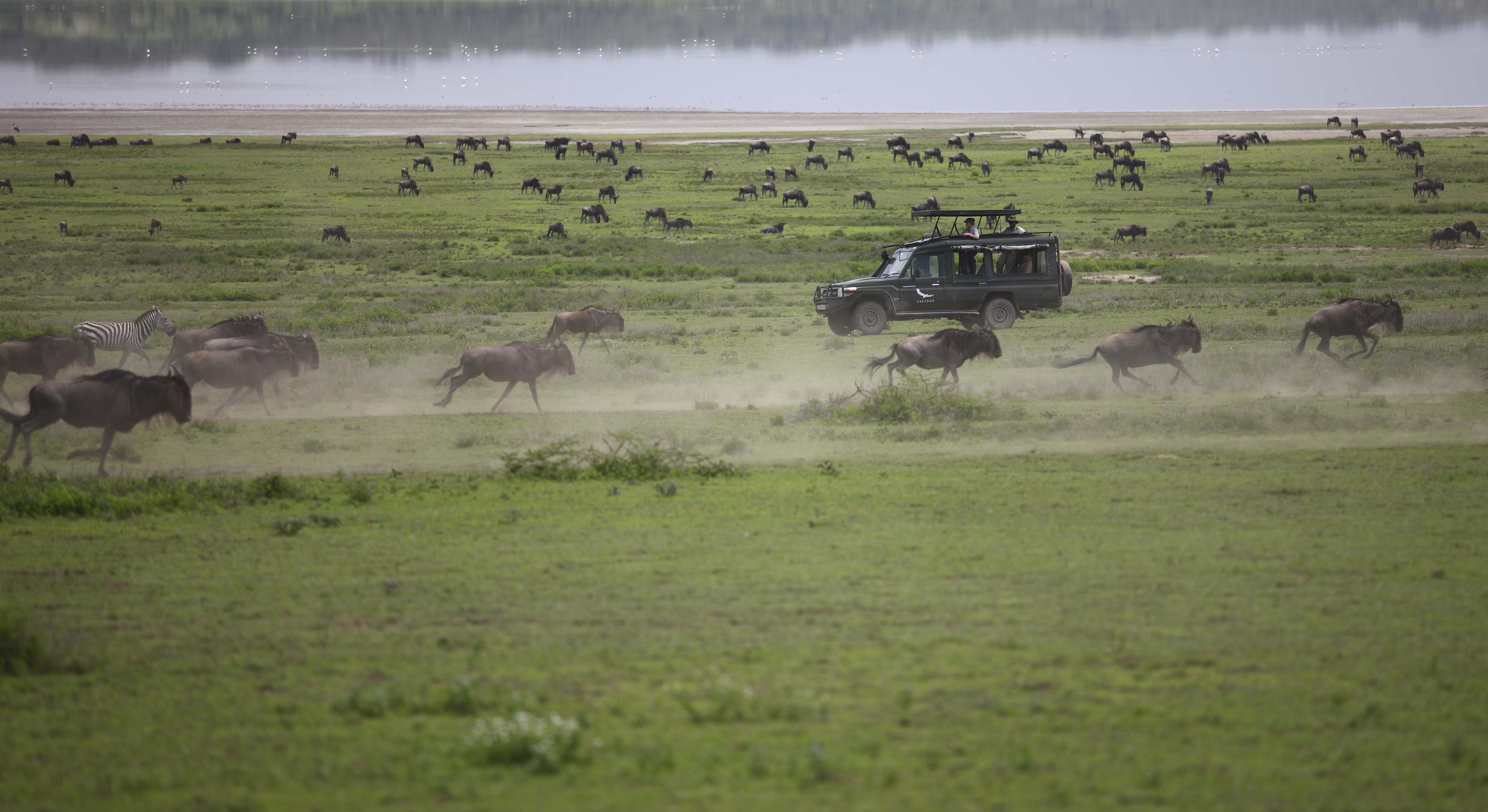 Seasonal sightings of the Great Wildebeest Migration, including river crossing