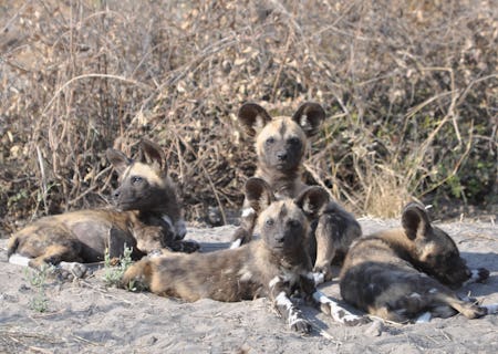 Bushman Plains area is known for annual wild dog dens