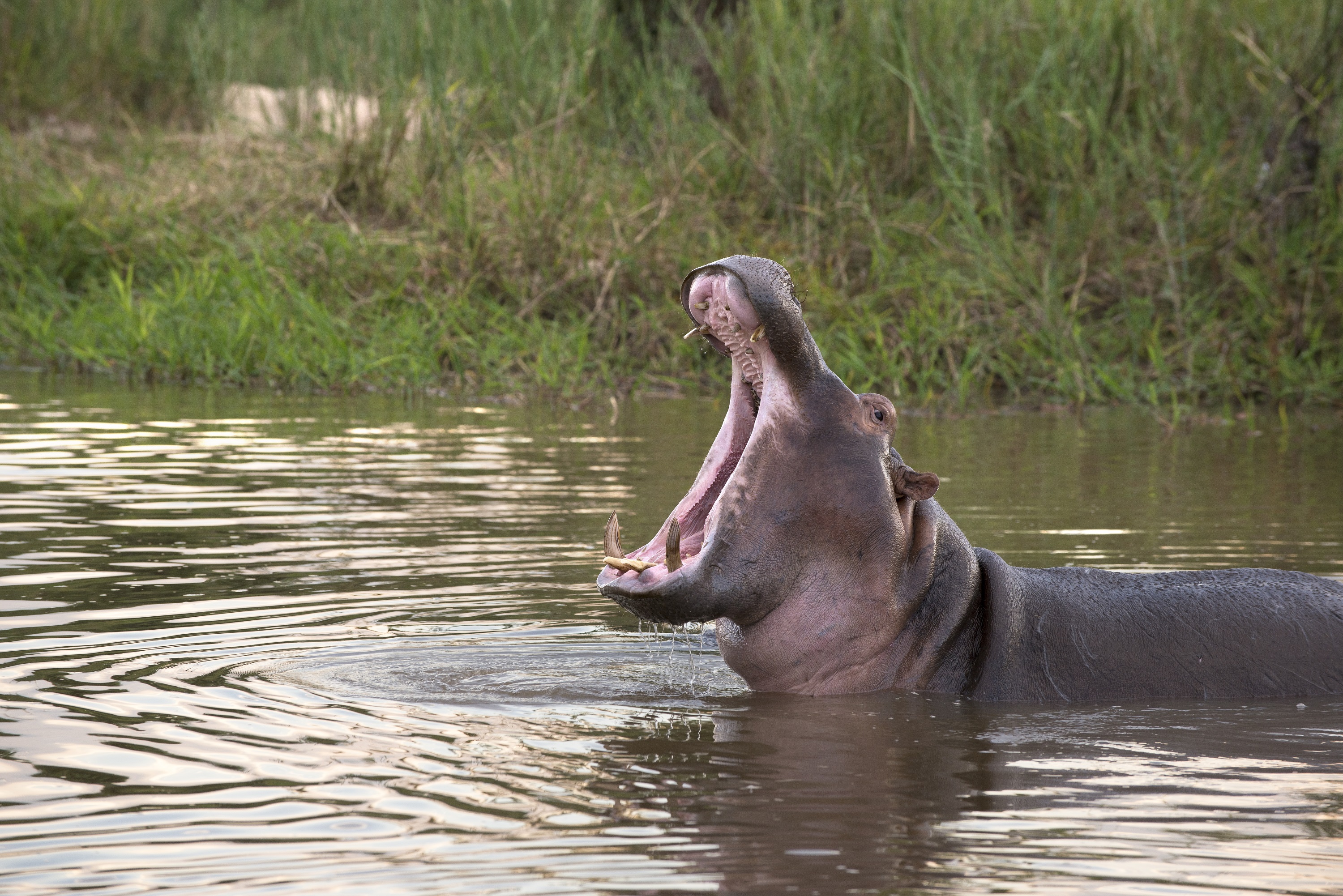 Hippo