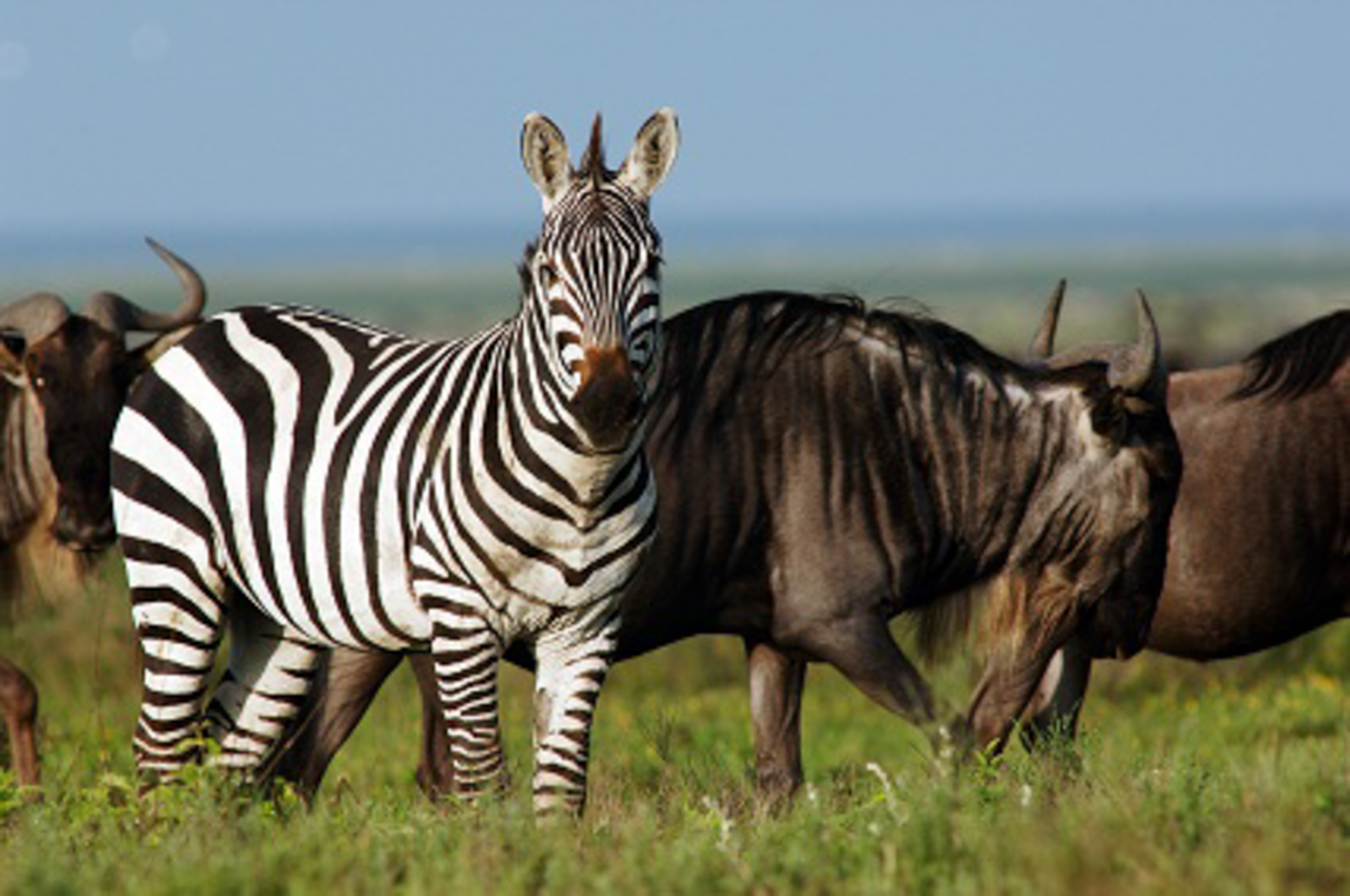 Wildlife in the Serengeti plains