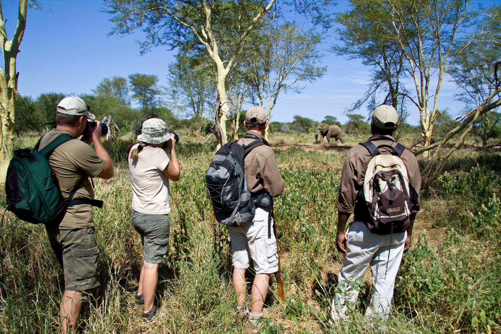 Passing African Elephant