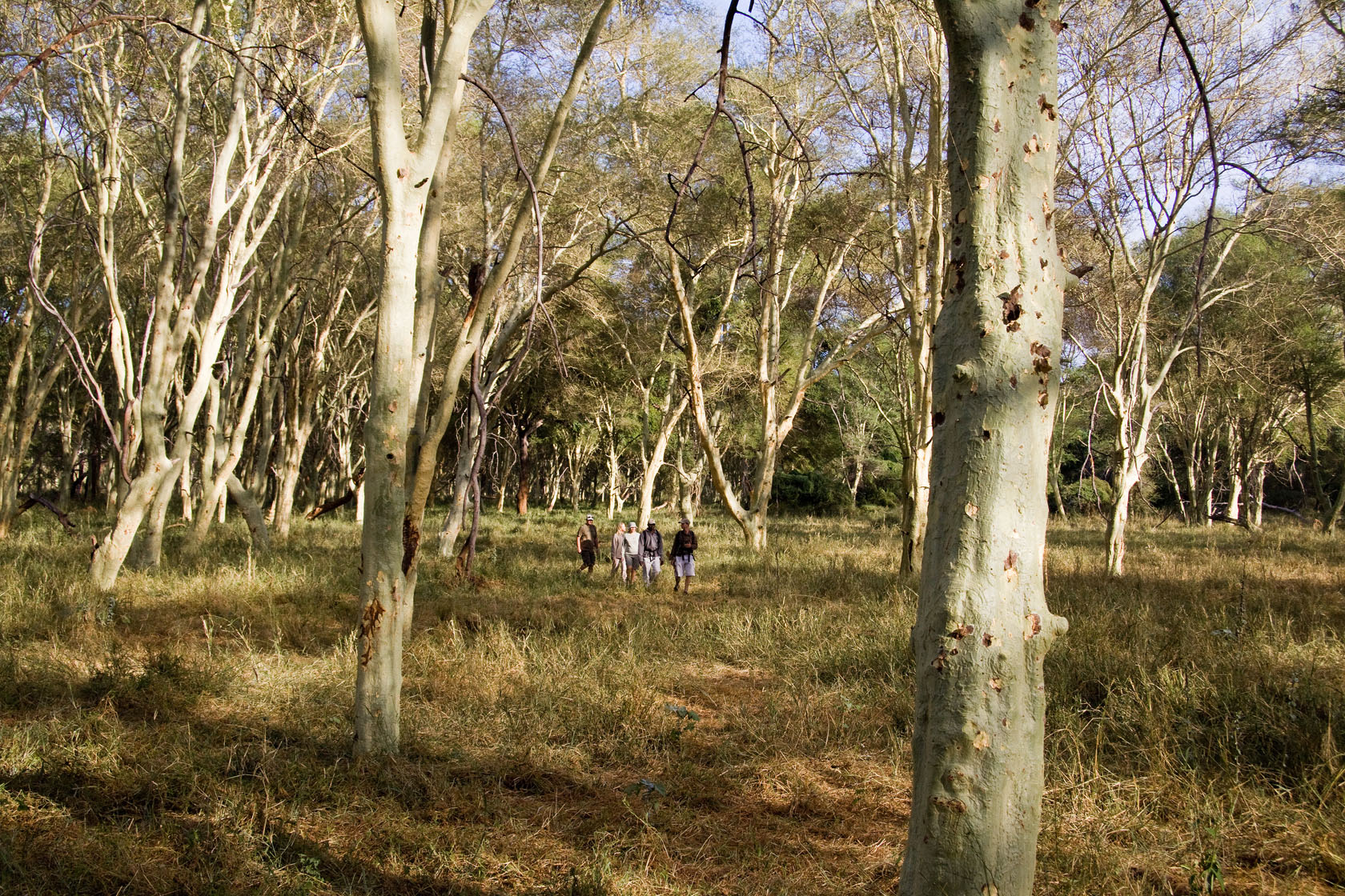 Walking in the fever tree forest