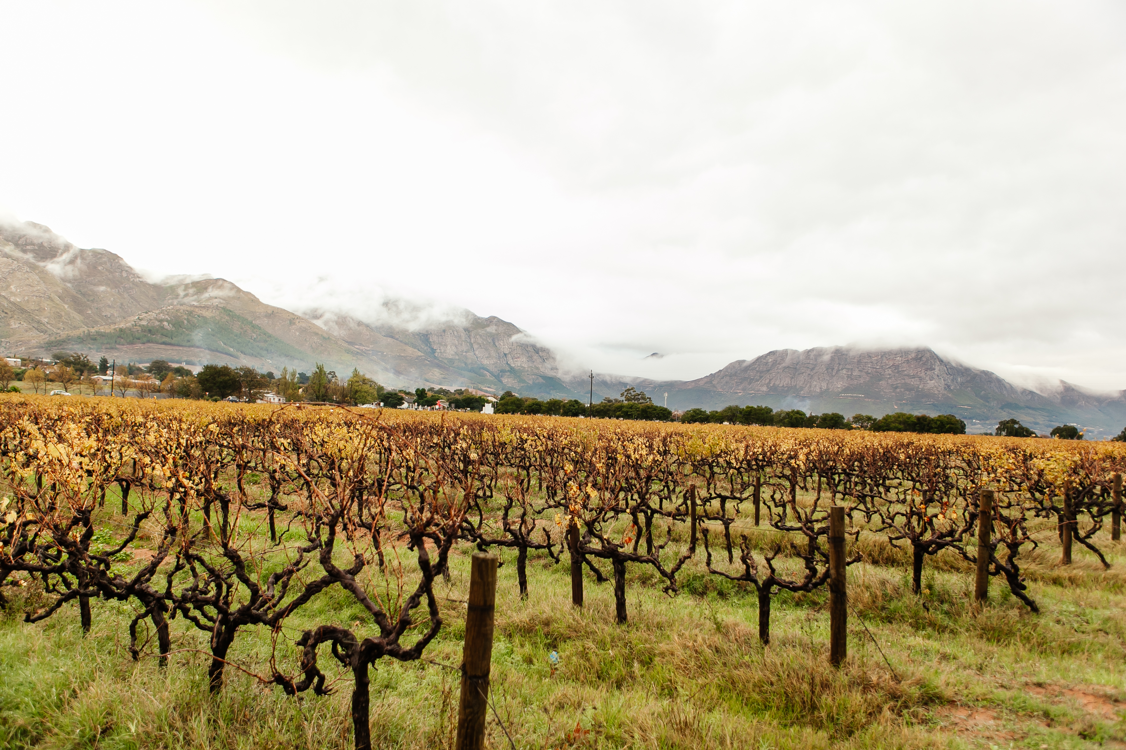 View of our Basse Provence Vineyards in Winter