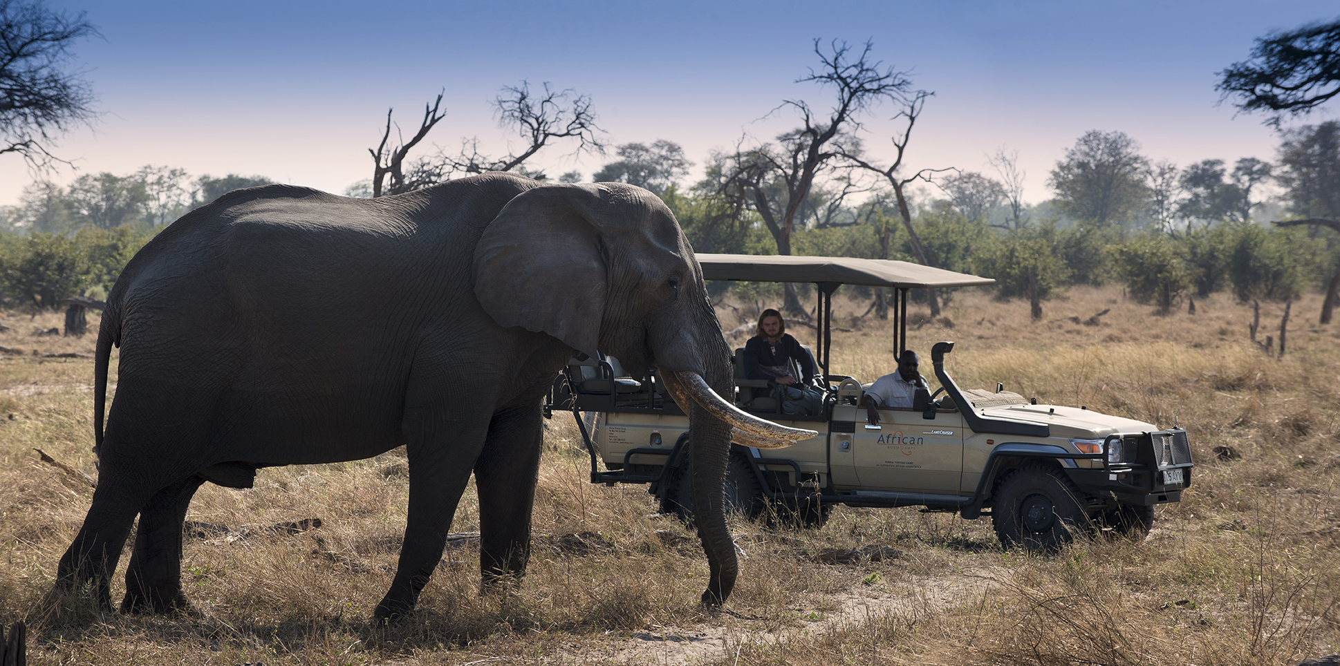 Game Drive with Elephant