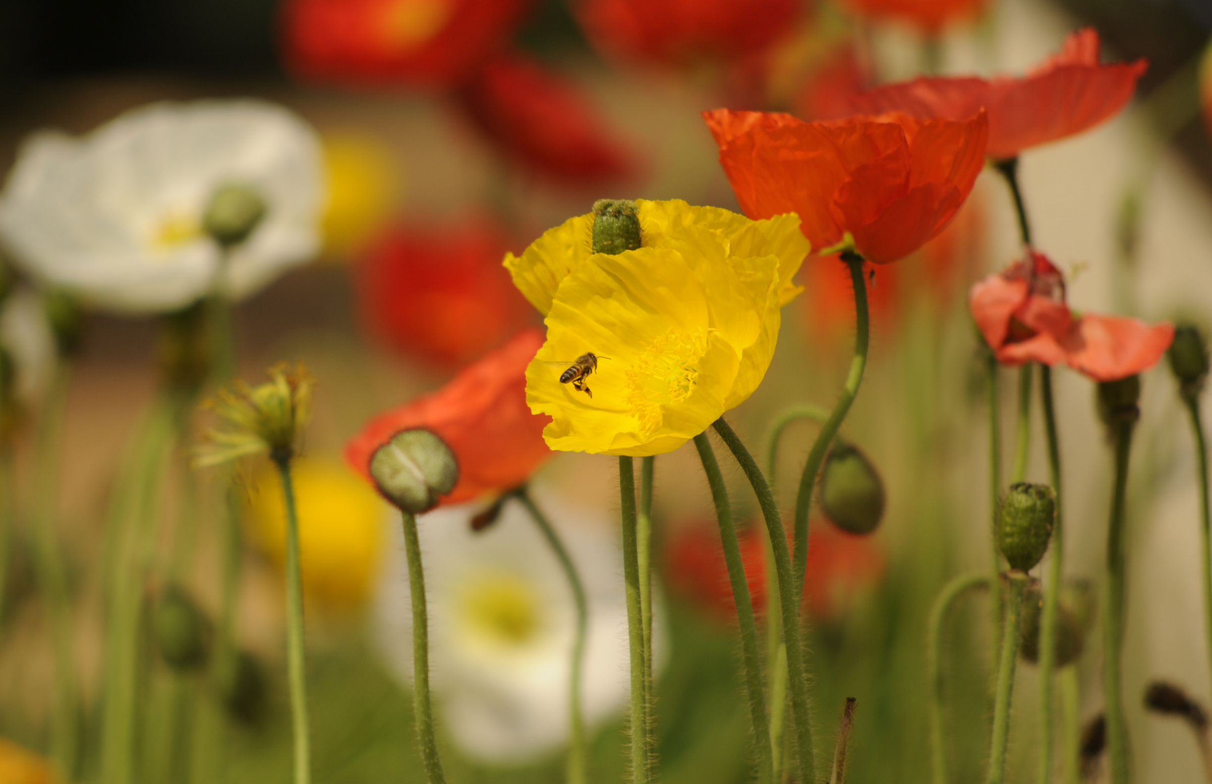 Spring is in the air - Poppies and Bees!