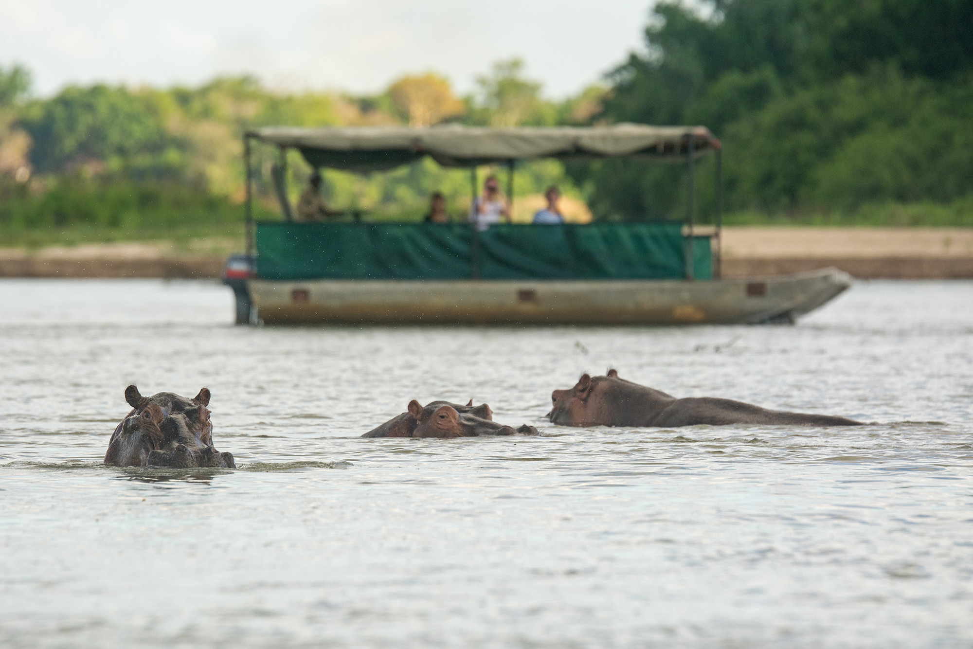Short and full day boat safaris on the Rufiji River and Lakes of the Selous Game Reserve