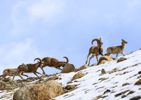 Herds of Urial dot the lower slopes of the valley below the Lodge