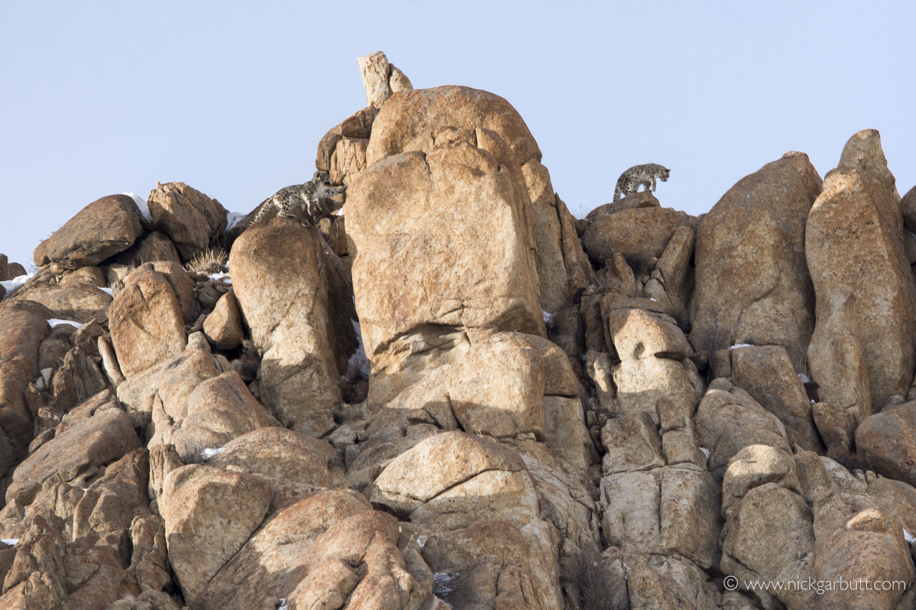 Clicked at Snow Leopard Lodge, Ulley in March 2017