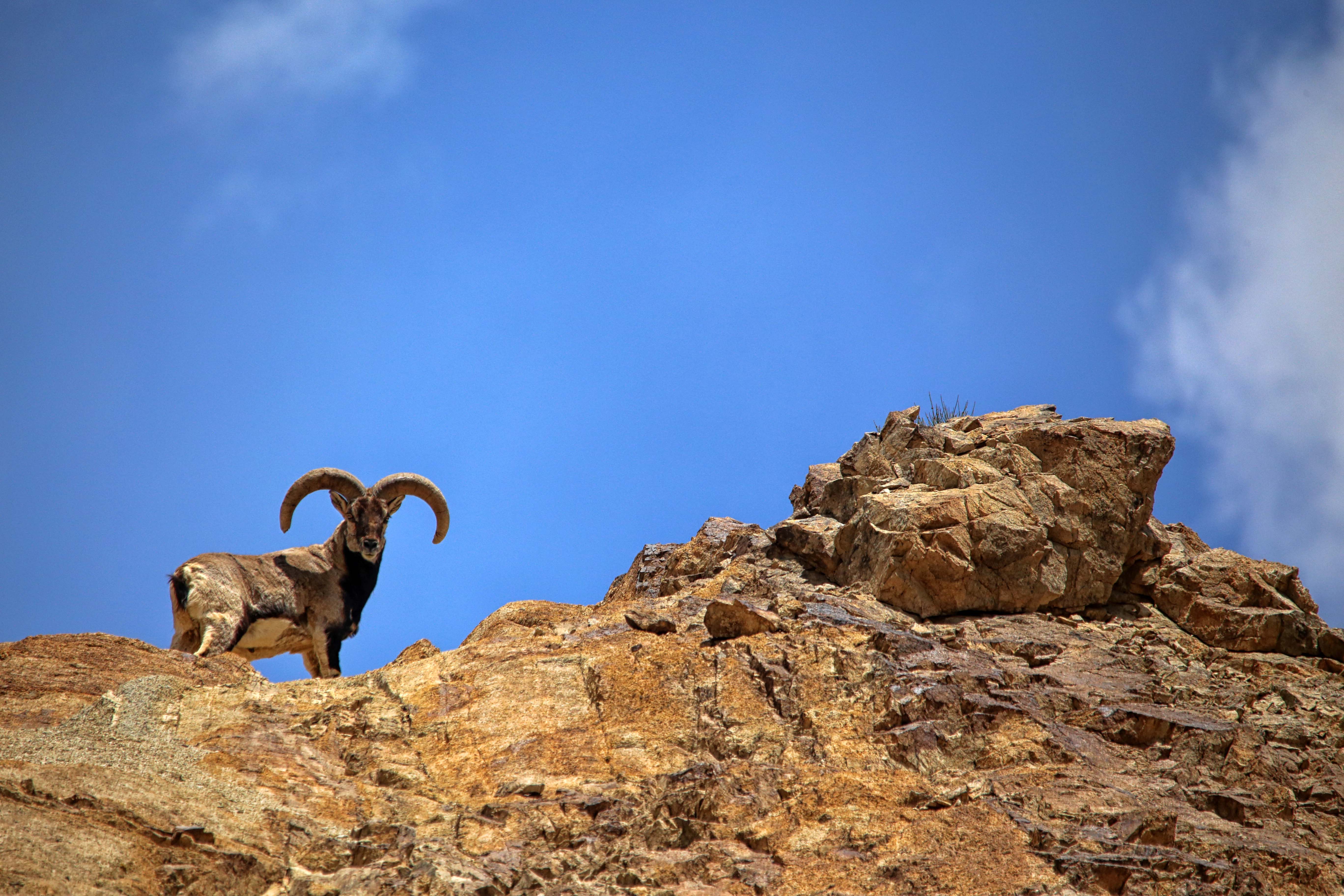 A surprise visitor to the Ulley region