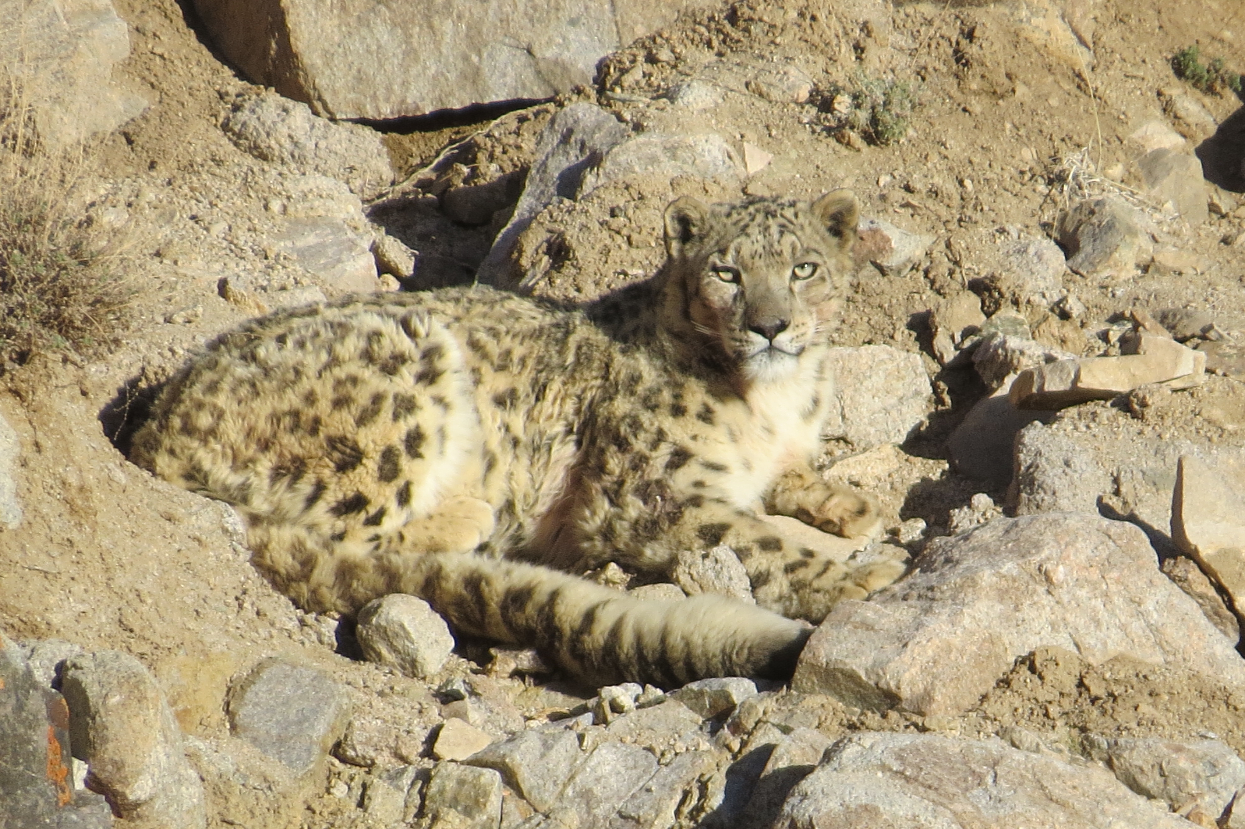 A dream view of the Snow Leopard