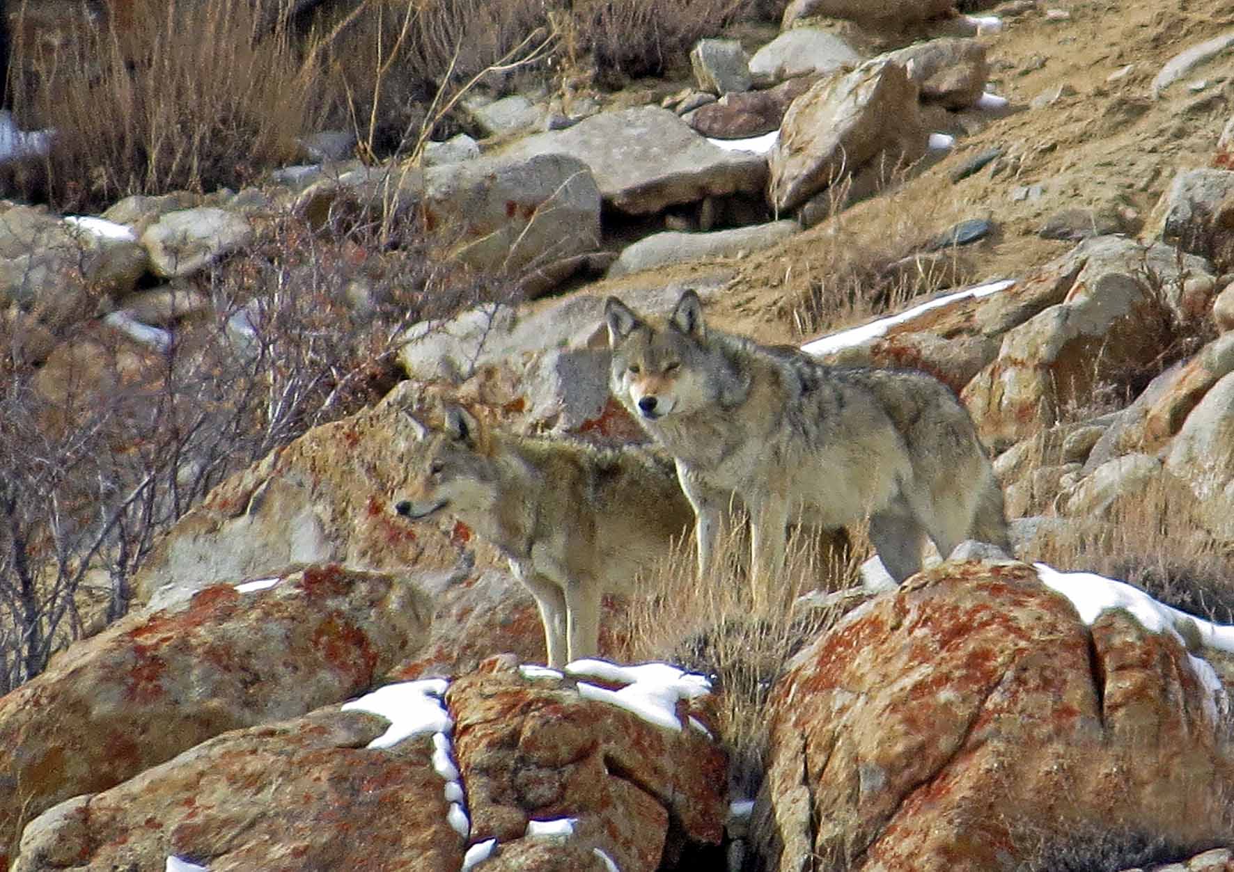 A regular morning ritual at the lodge - 