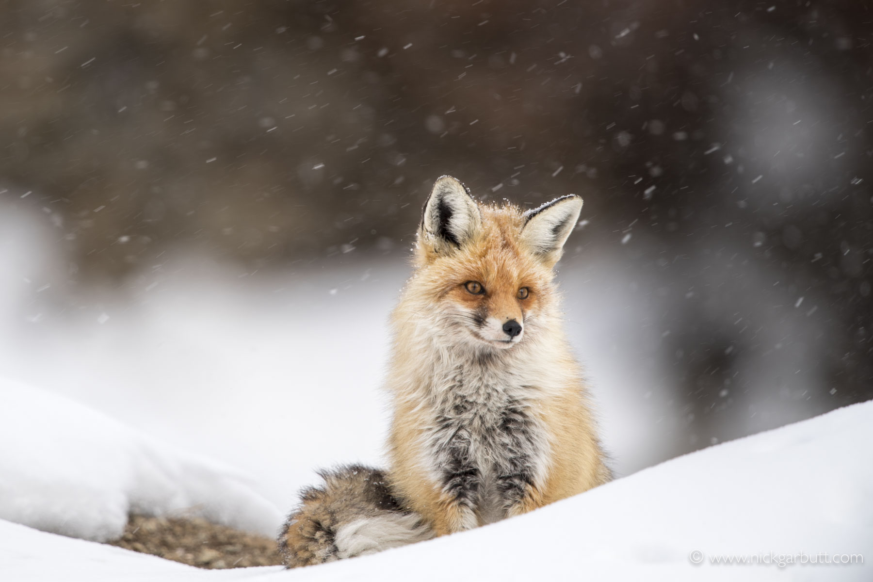 clicked from inside the lodge