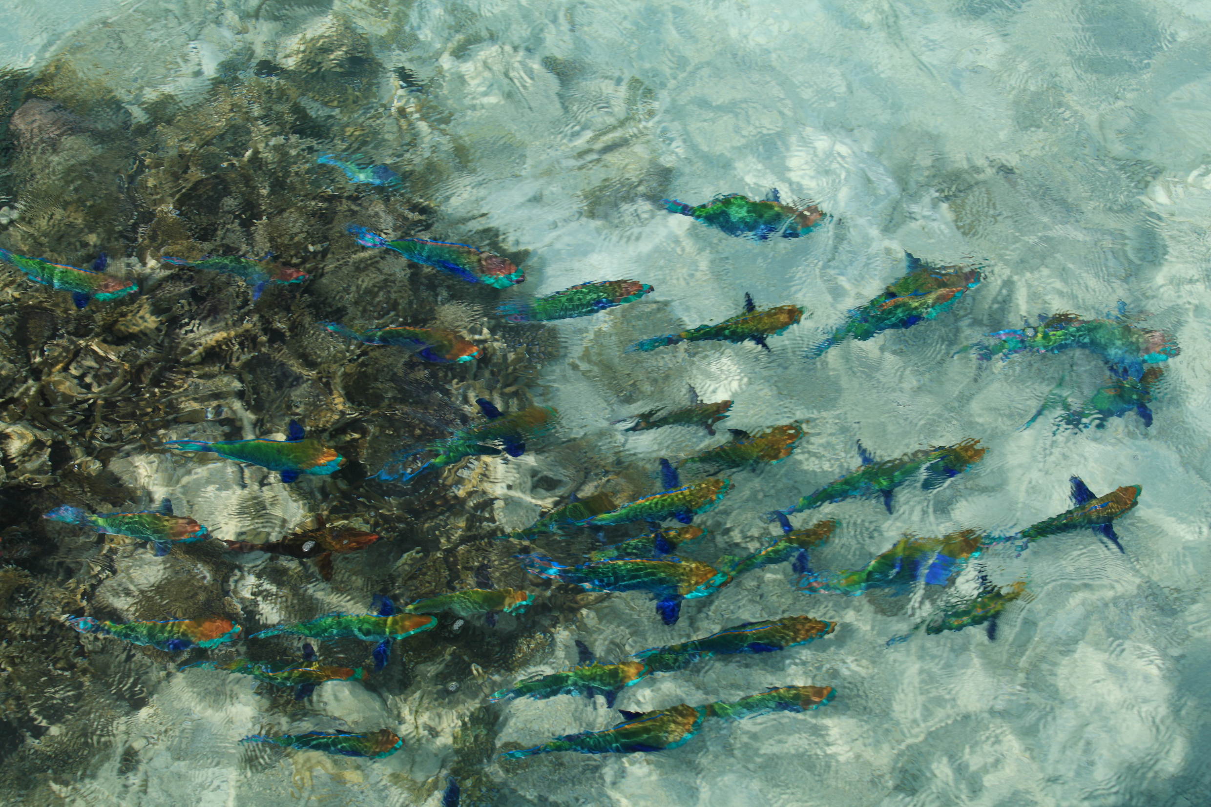 snorkelling-filler-in