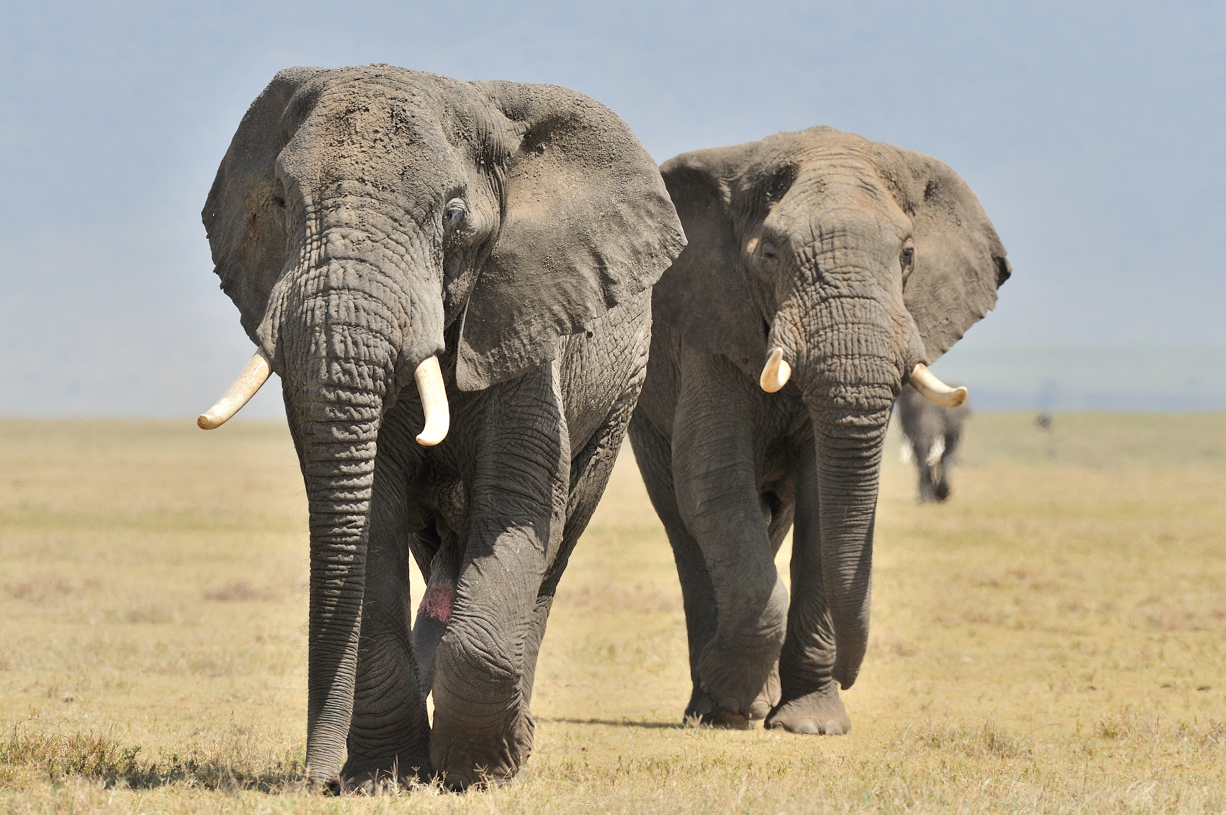 Elephants at Ndutu Safari Lodge