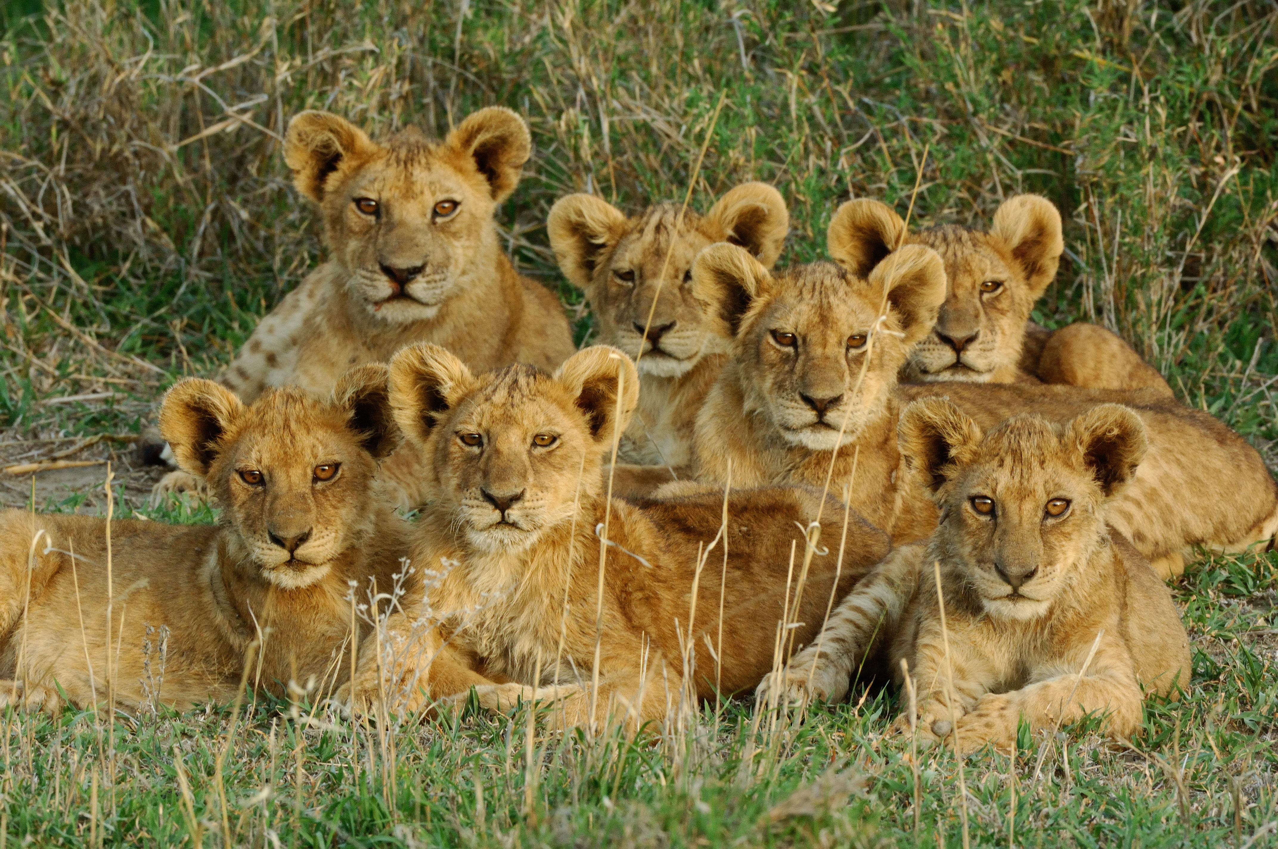 Lion cubs at Ndutu Safari Lodge