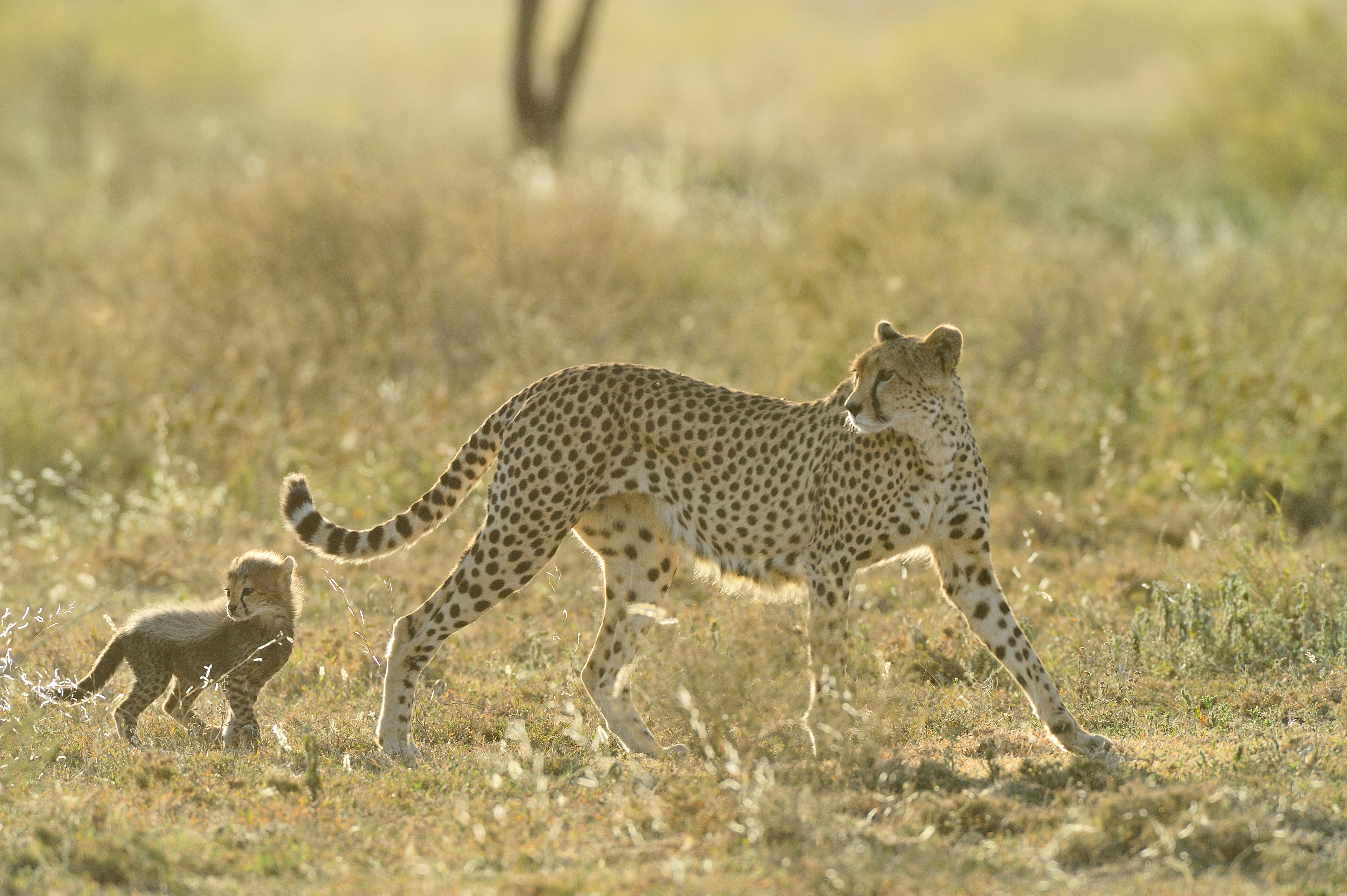 It’s simply the best place in the Serengeti ecosystem to watch and enjoy predators and prey, herds and hunters and is one of the finest locations to witness the extraordinary speed and spectacle of cheetah hunting their prey. Ndutu Safari Lodge is proud to be a supporter of the Serengeti Cheetah Project, a project that has been running for over 30 years in the Serengeti. Your photographs of the cheetahs you see on safari will help the scientists keep track of the Serengeti cheetahs.