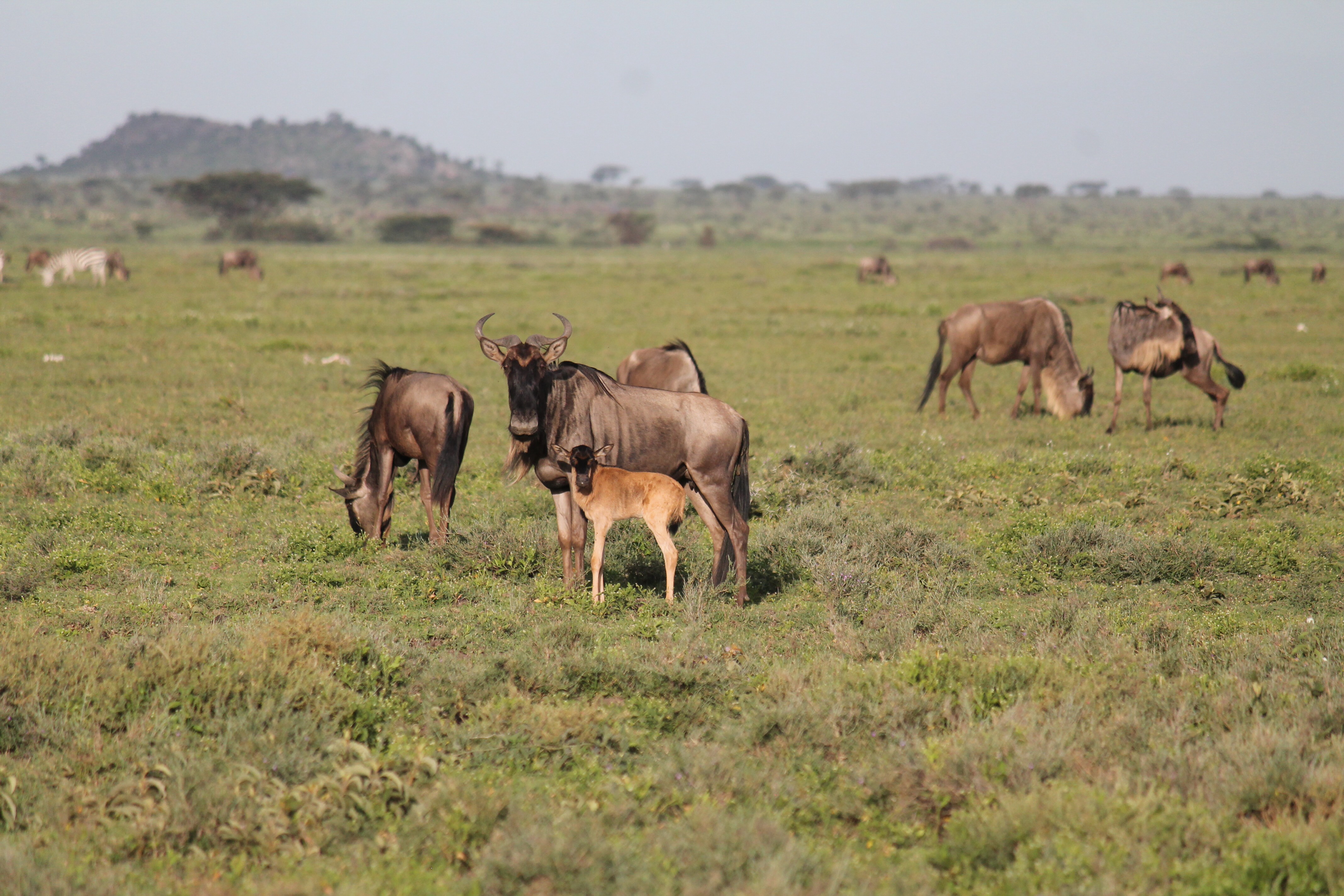 The Ndutu area is famed for its short grass plains which grow grass which is particularly rich in nutrients and sustains the migratory animals whilst they have their babies. Traditionally the wildebeest and zebra tend to calve on these plains with a peak around February which makes for a beautiful natural spectacle and some exciting predator hunting behaviours.
