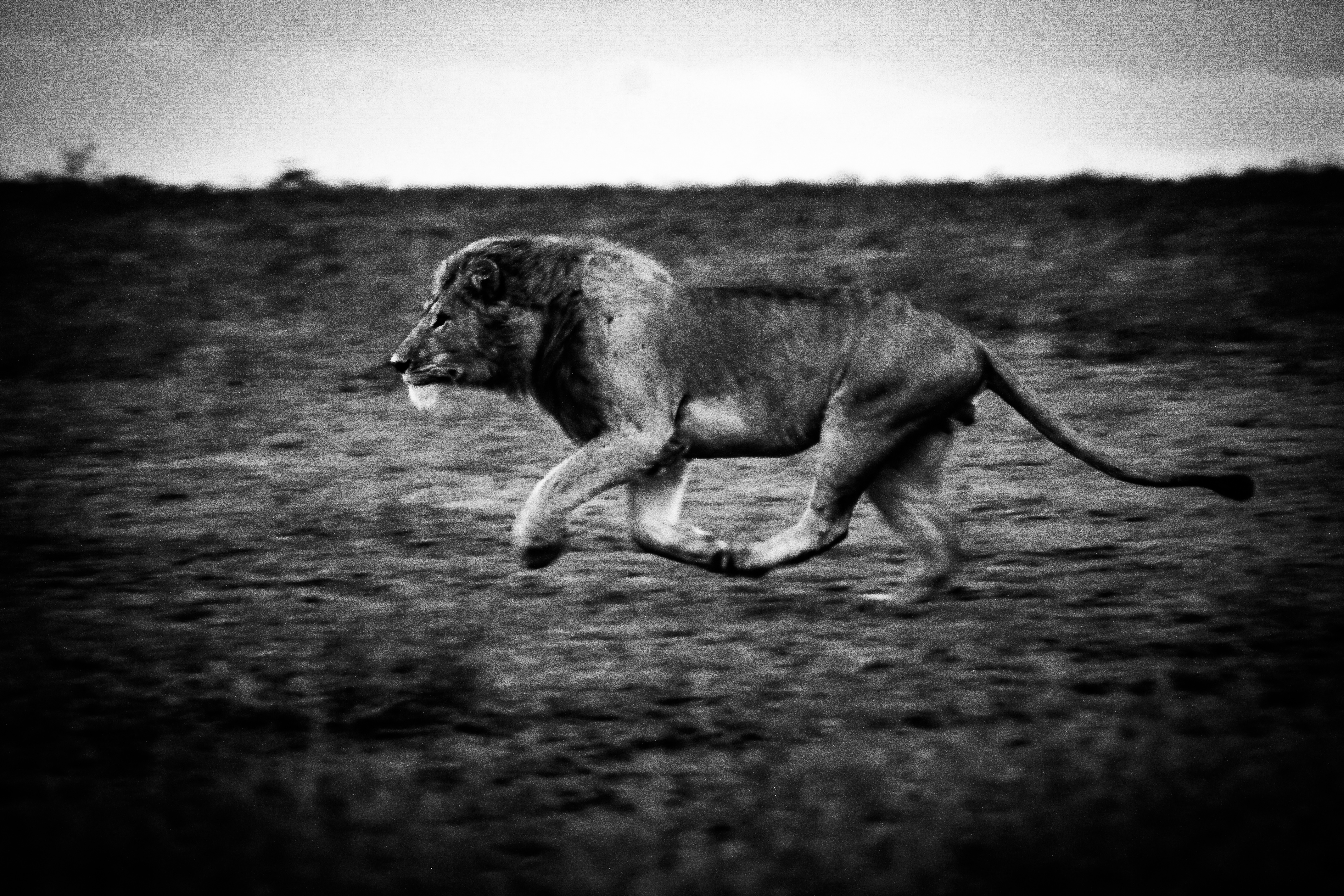 Ndutu is a favourite of expert guides, scientists and biologists for its high numbers of cats including lion, leopard, cheetah, civet, serval, wild cat and caracal.