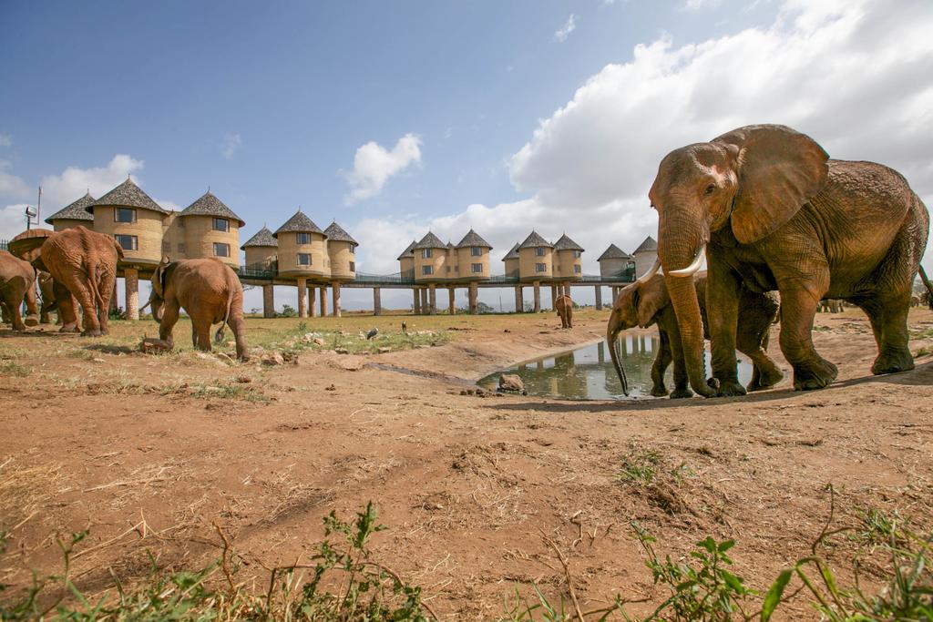 Salt Lick Safari Lodge, Tsavo | Timbuktu Travel