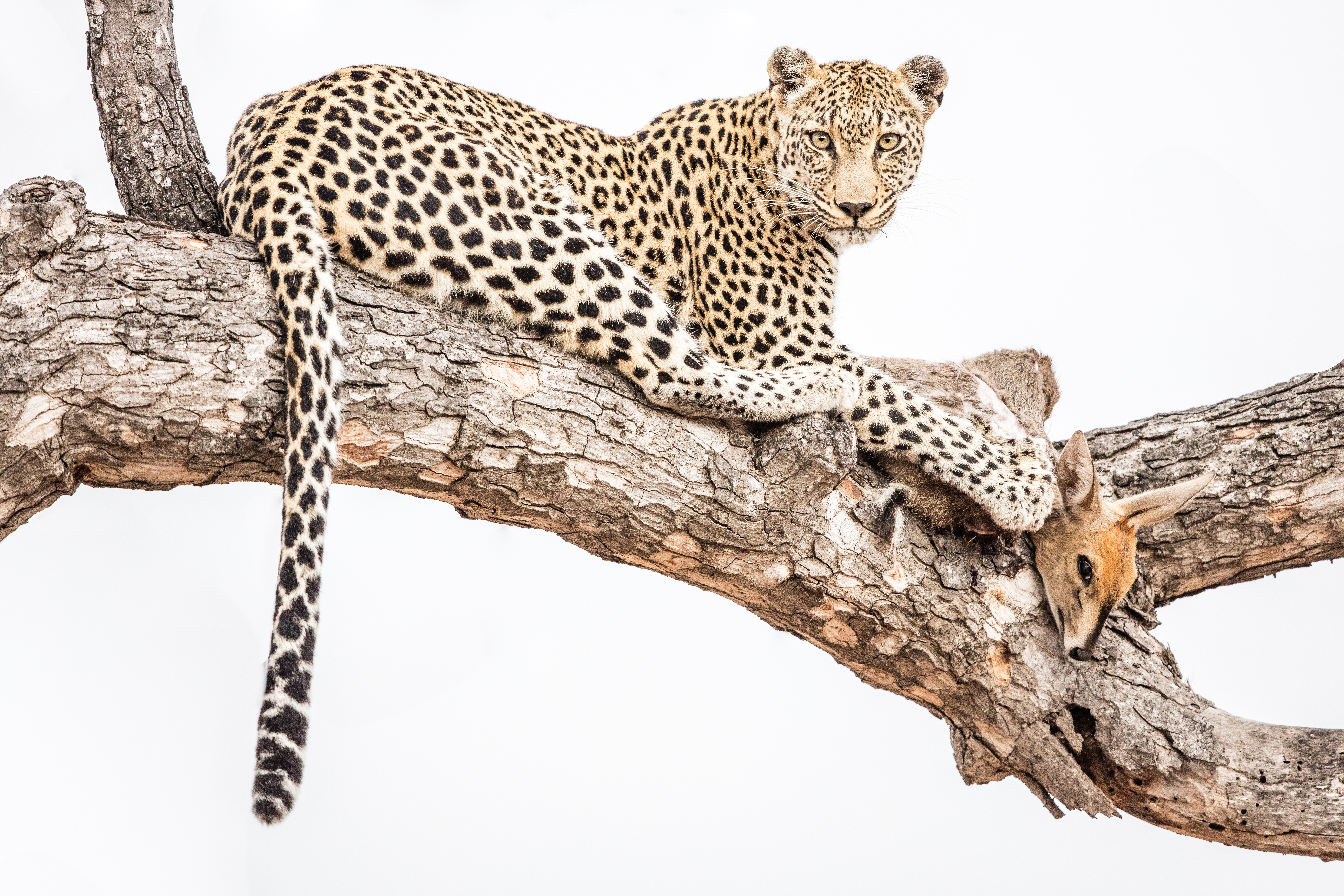 Leopard kill on safari