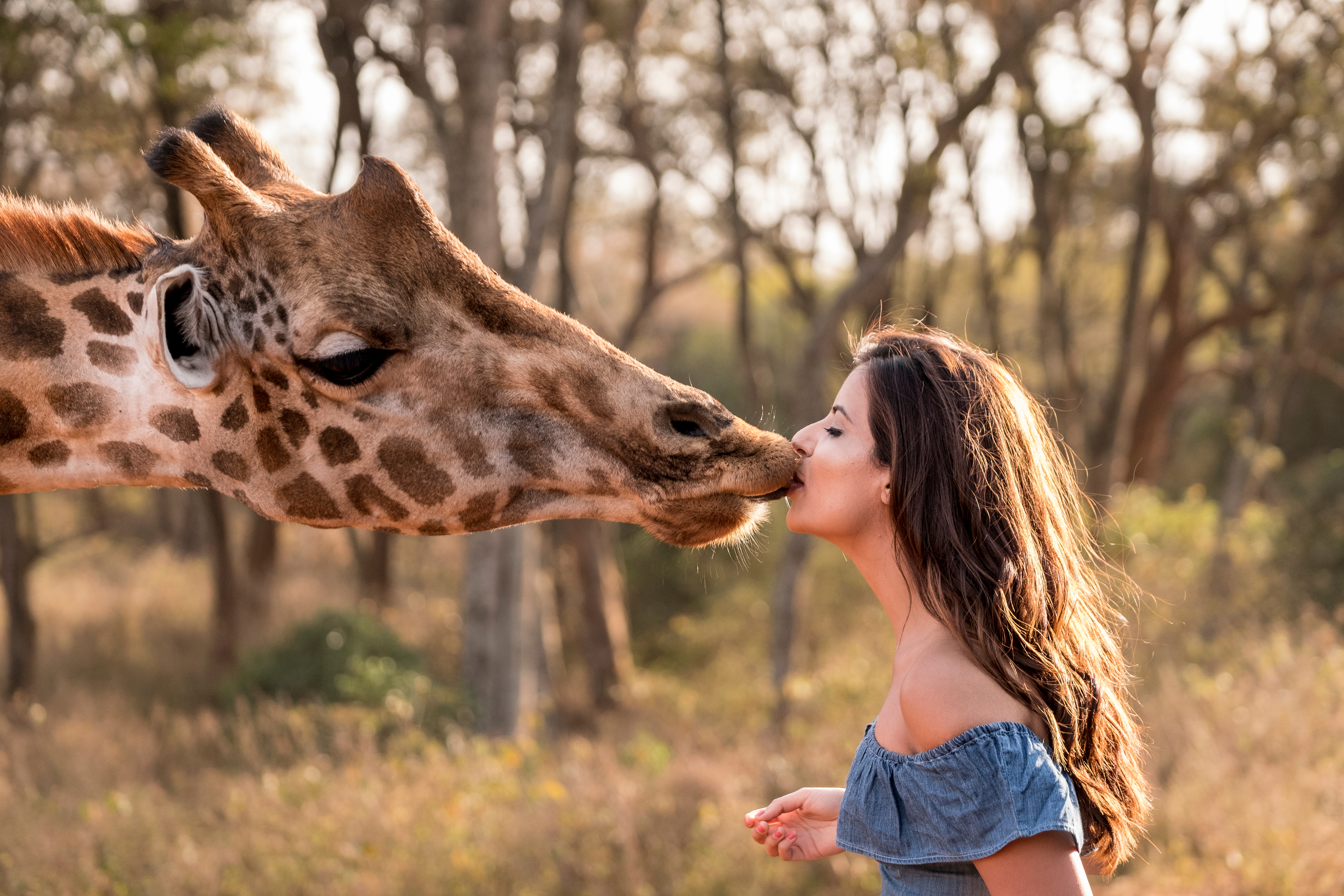 Sharing a kiss with a giraffe