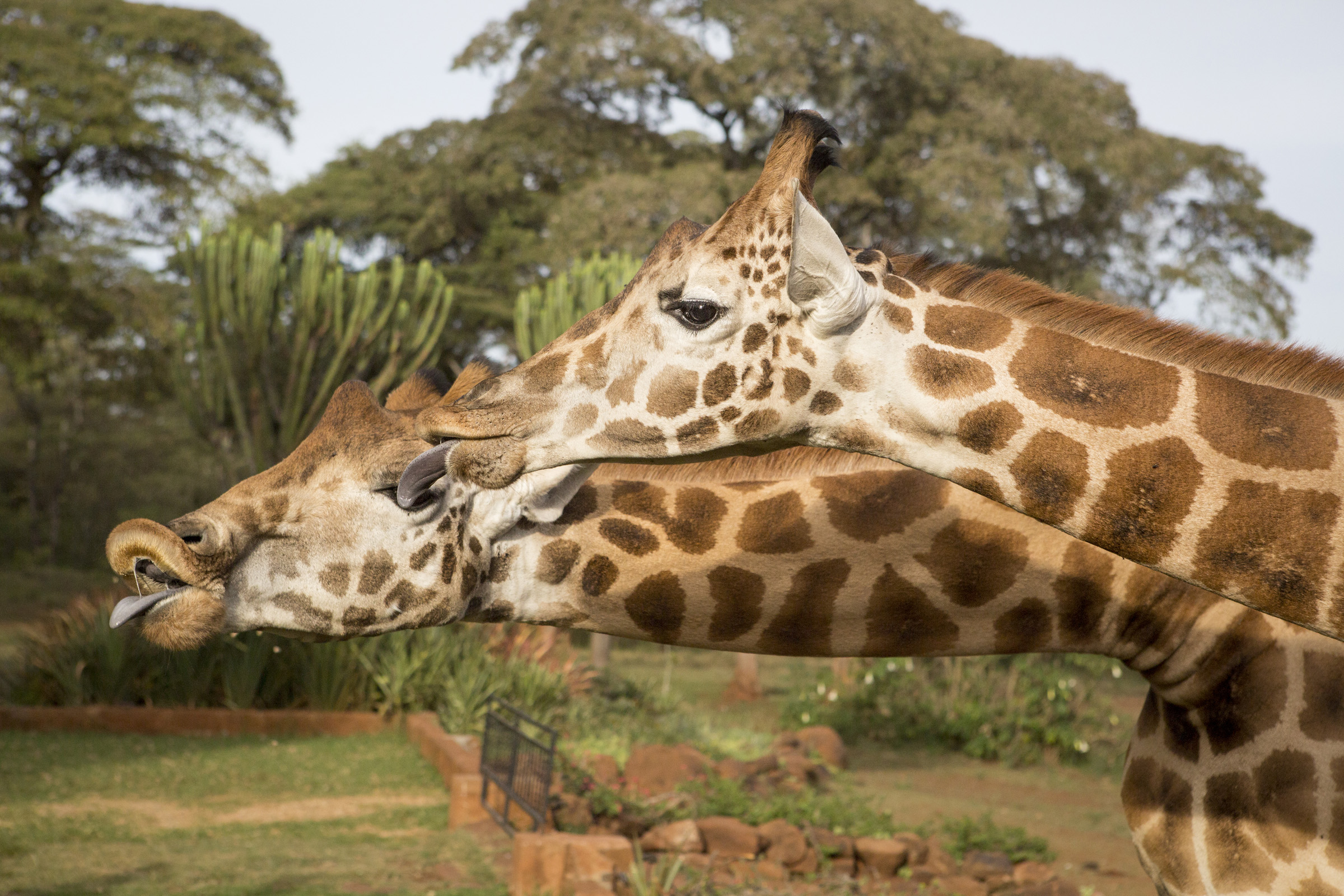 Giraffes eager for a kiss