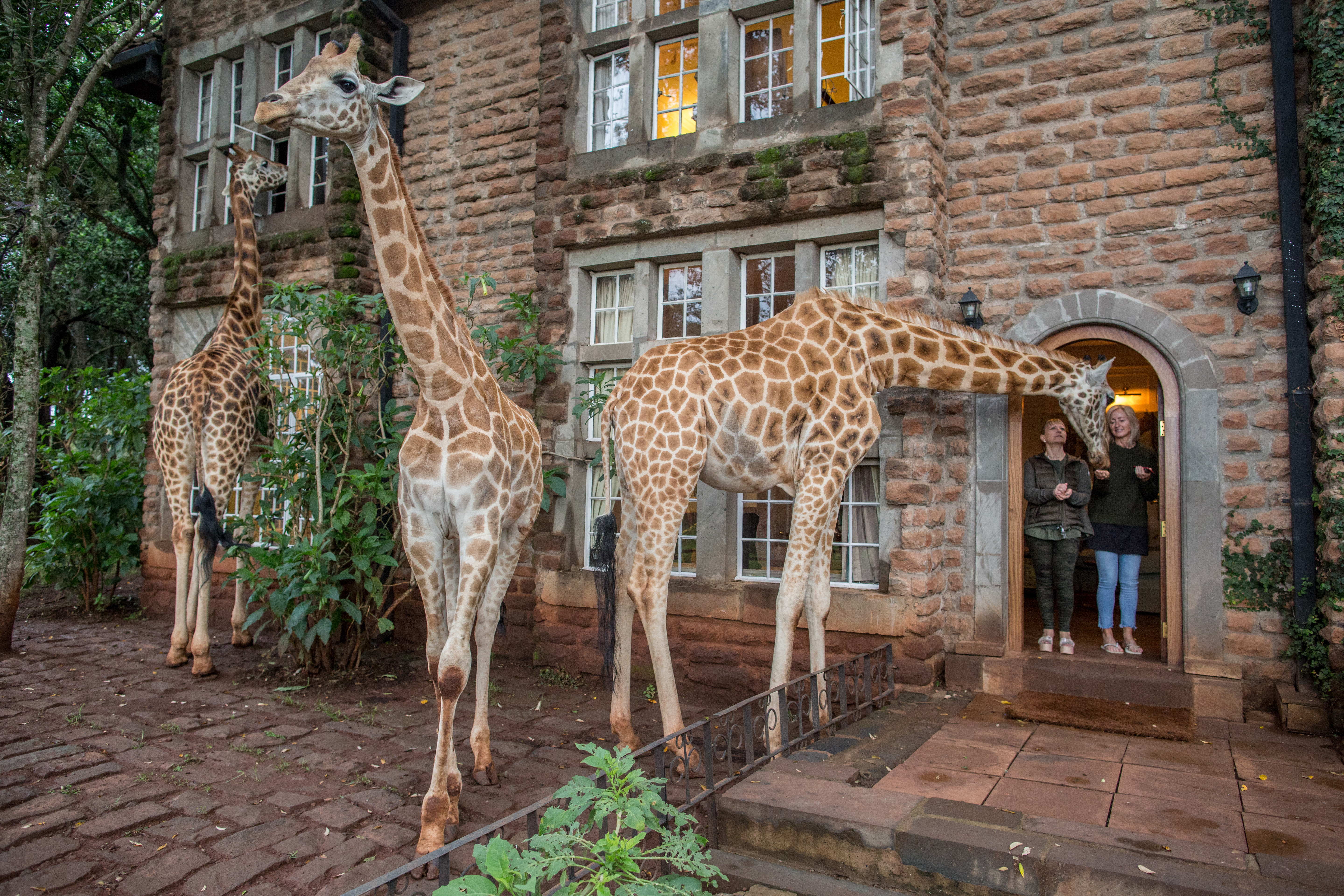 Giraffes during breakfast outside the garden manor