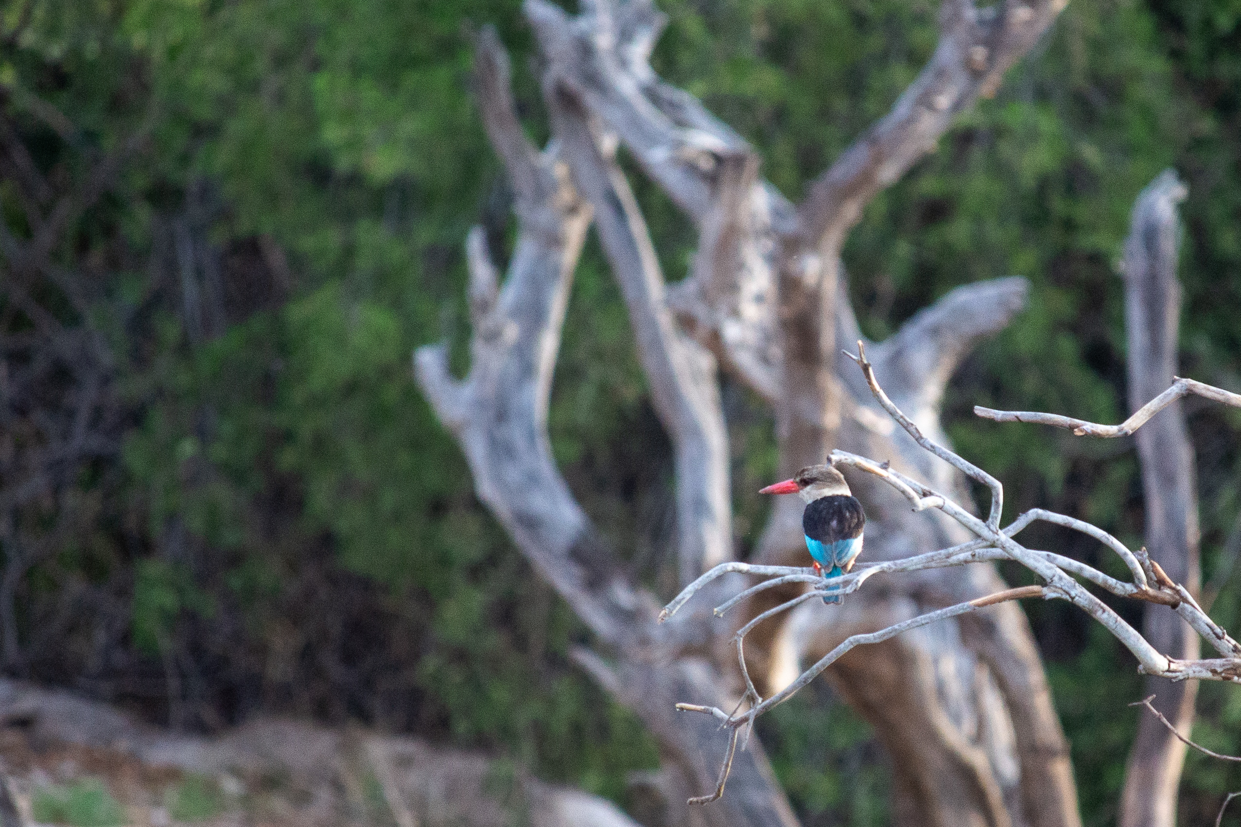 Brown Hooded Kingfisher