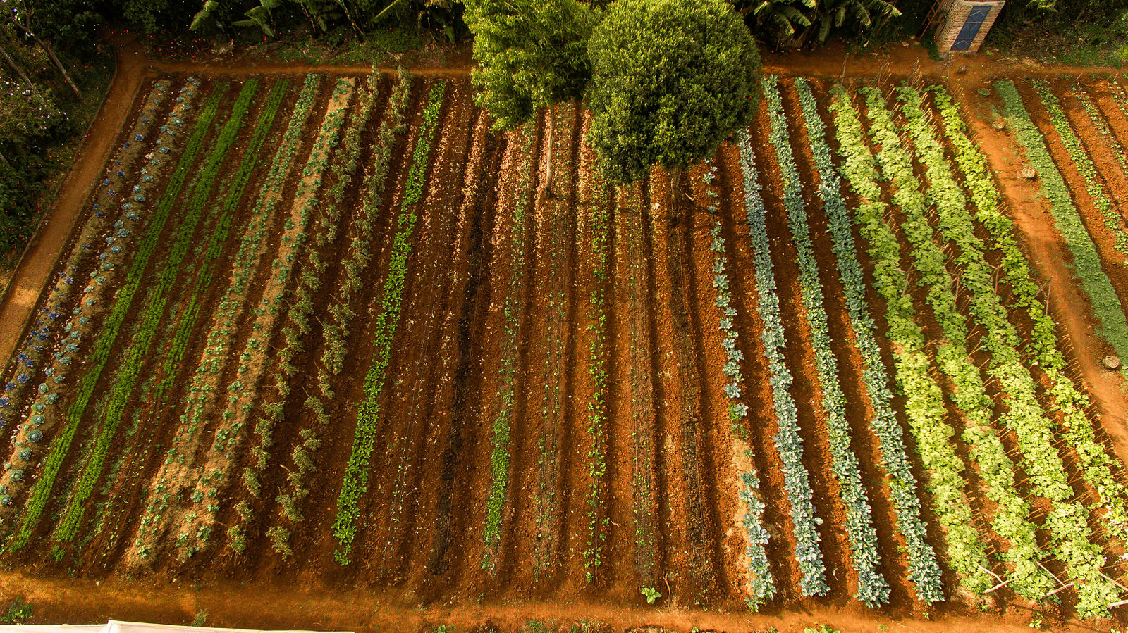 The Garden grows vegetables and fruits for guests use. On a farm tour, you will see the hanging passion fruit plants on the whole fence of the farm, you will spot onions, tomatoes, green pepper, lettuce, zukini, spinach, cabbage, cucumber, chinese cabbage, leaks, parsley, pumpkins, mangoes, bananas, limes, lemons, pawpaws, guavas and avocados. 