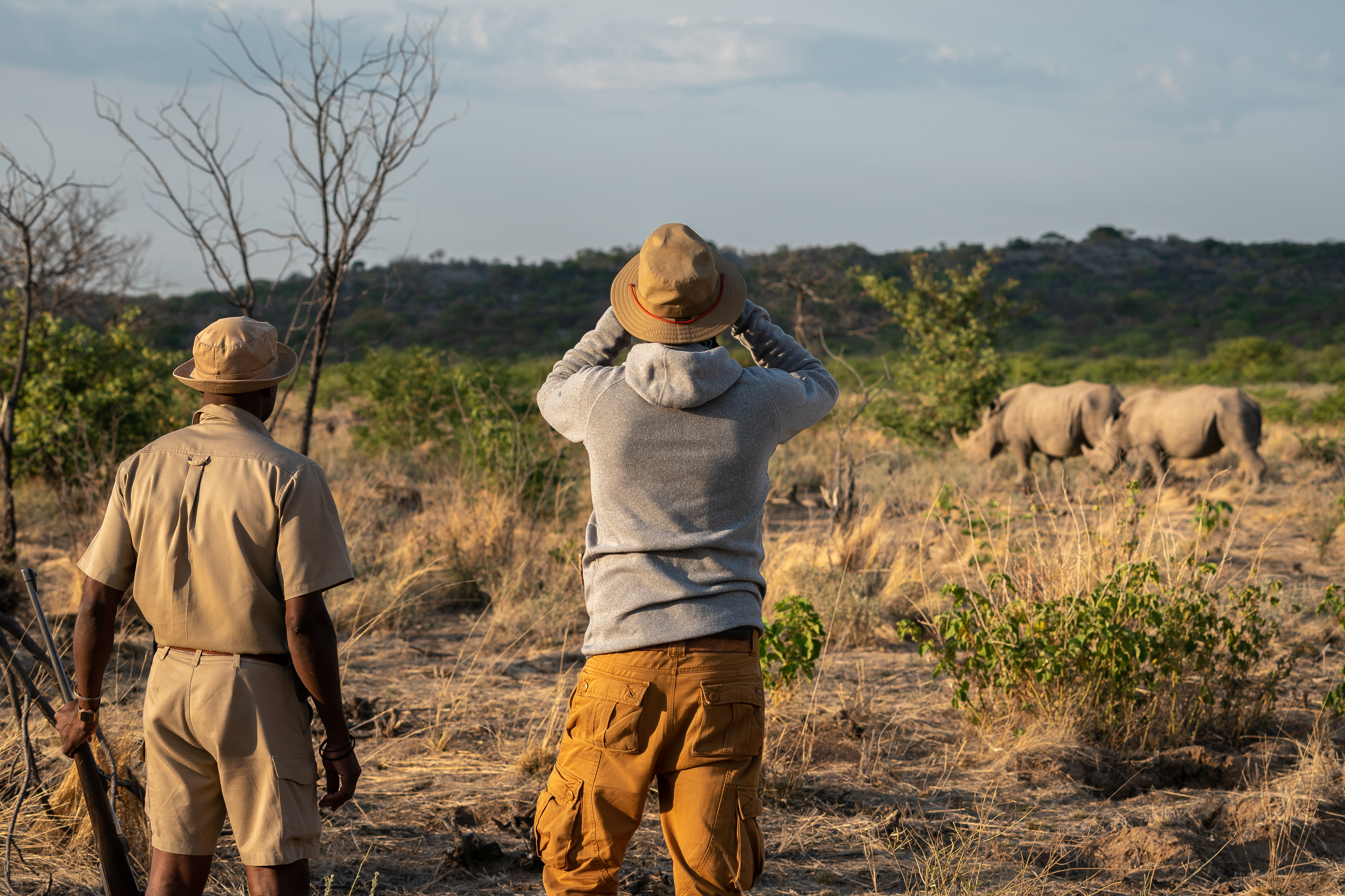 White Rhino approaching at Ongava Game Reserve 