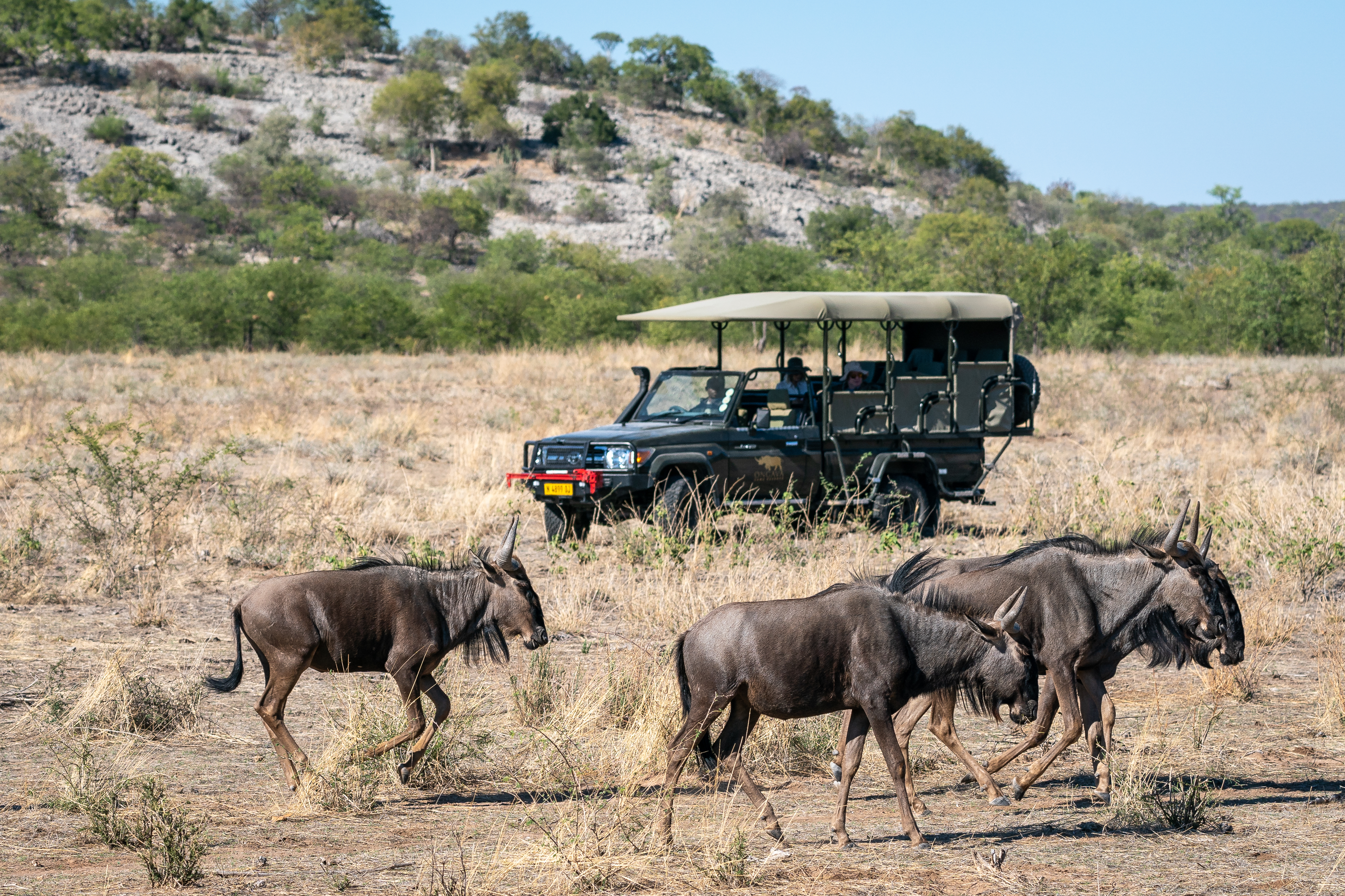 Game drive at Ongava Game Reserve 