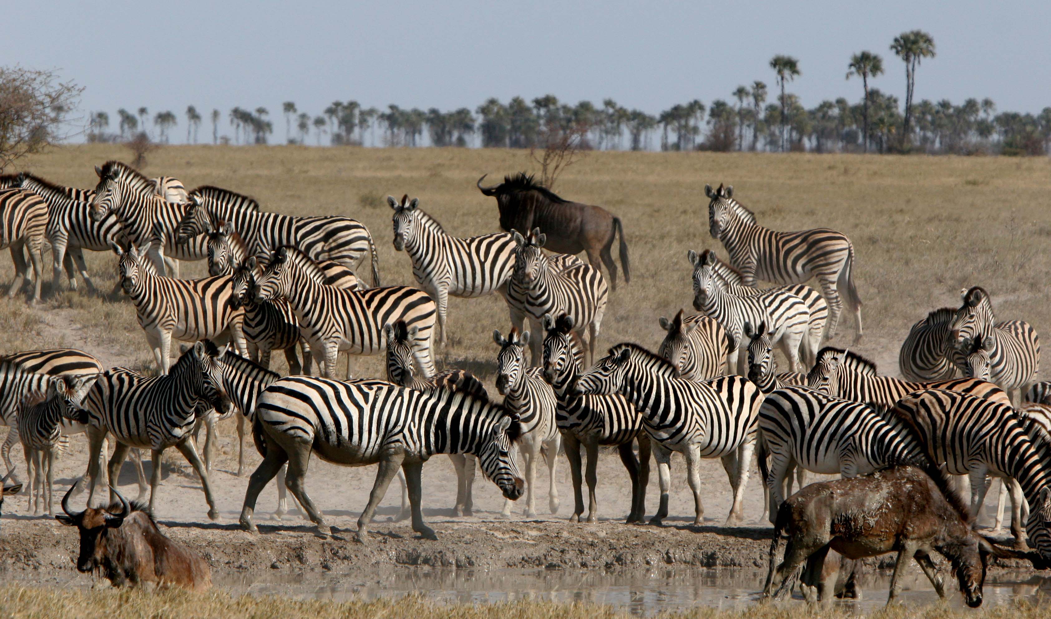 Zebra Migration