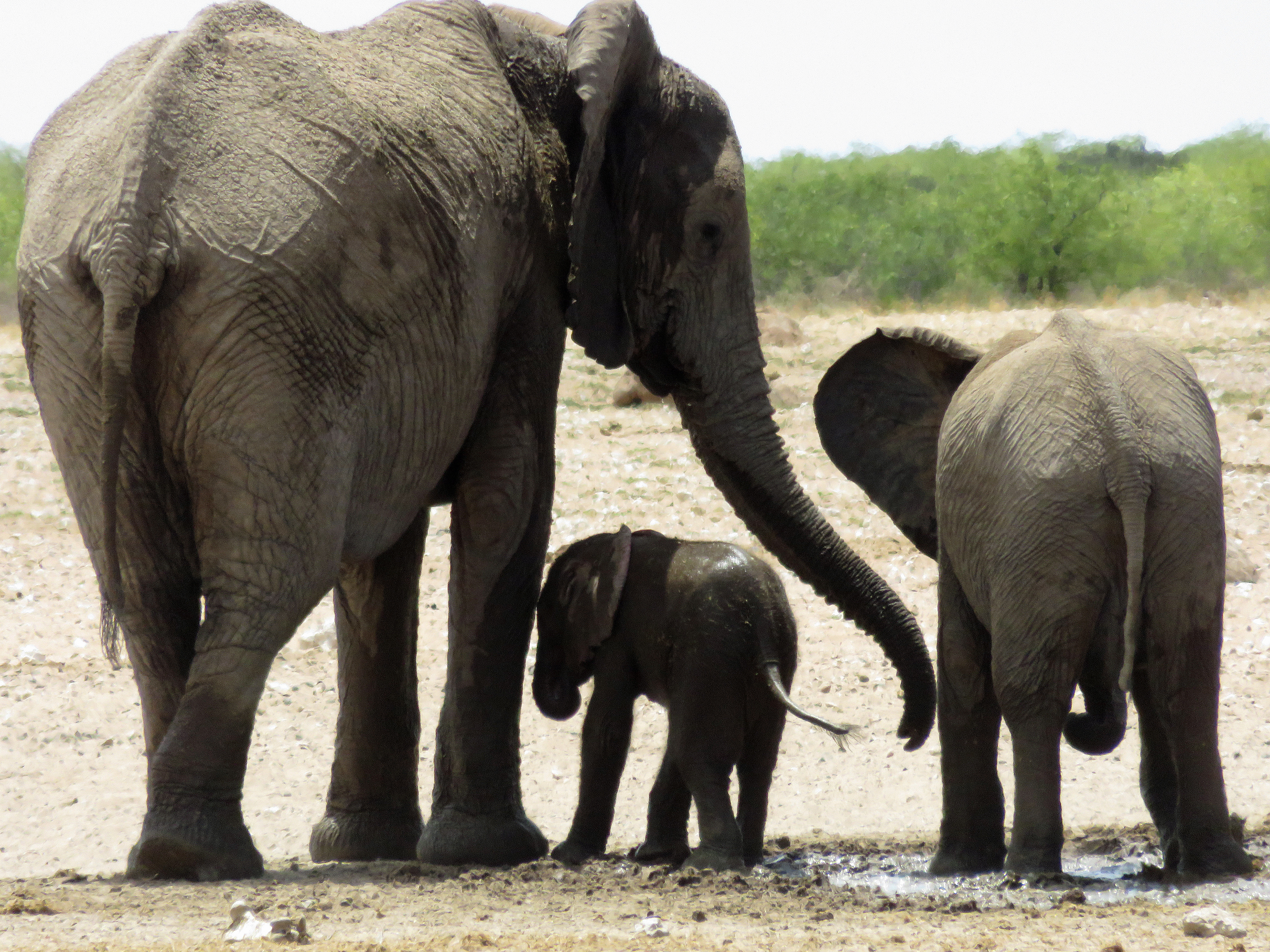 Wildlife in the Etosha National Park 