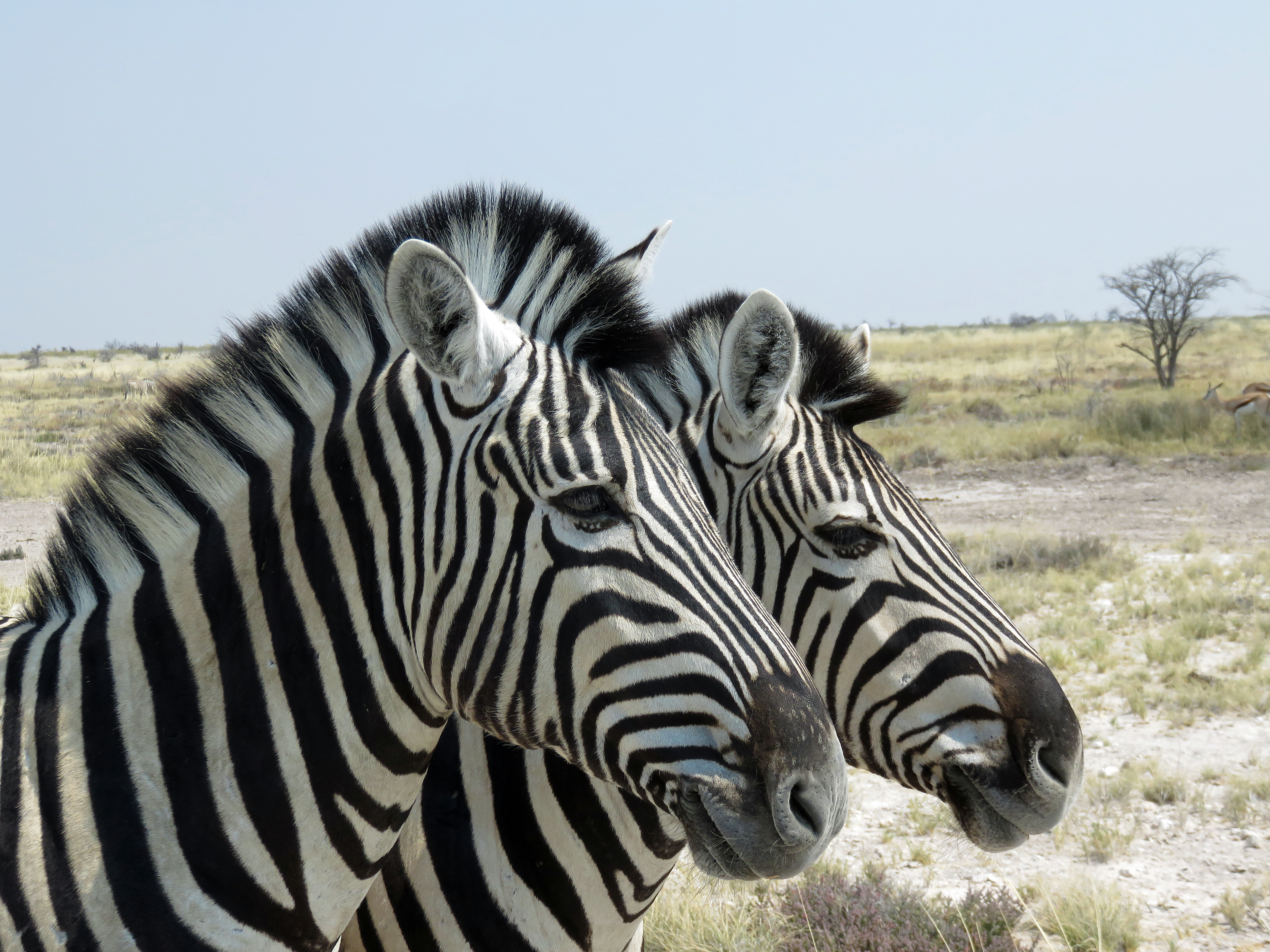 Wildlife in the Etosha National Park 