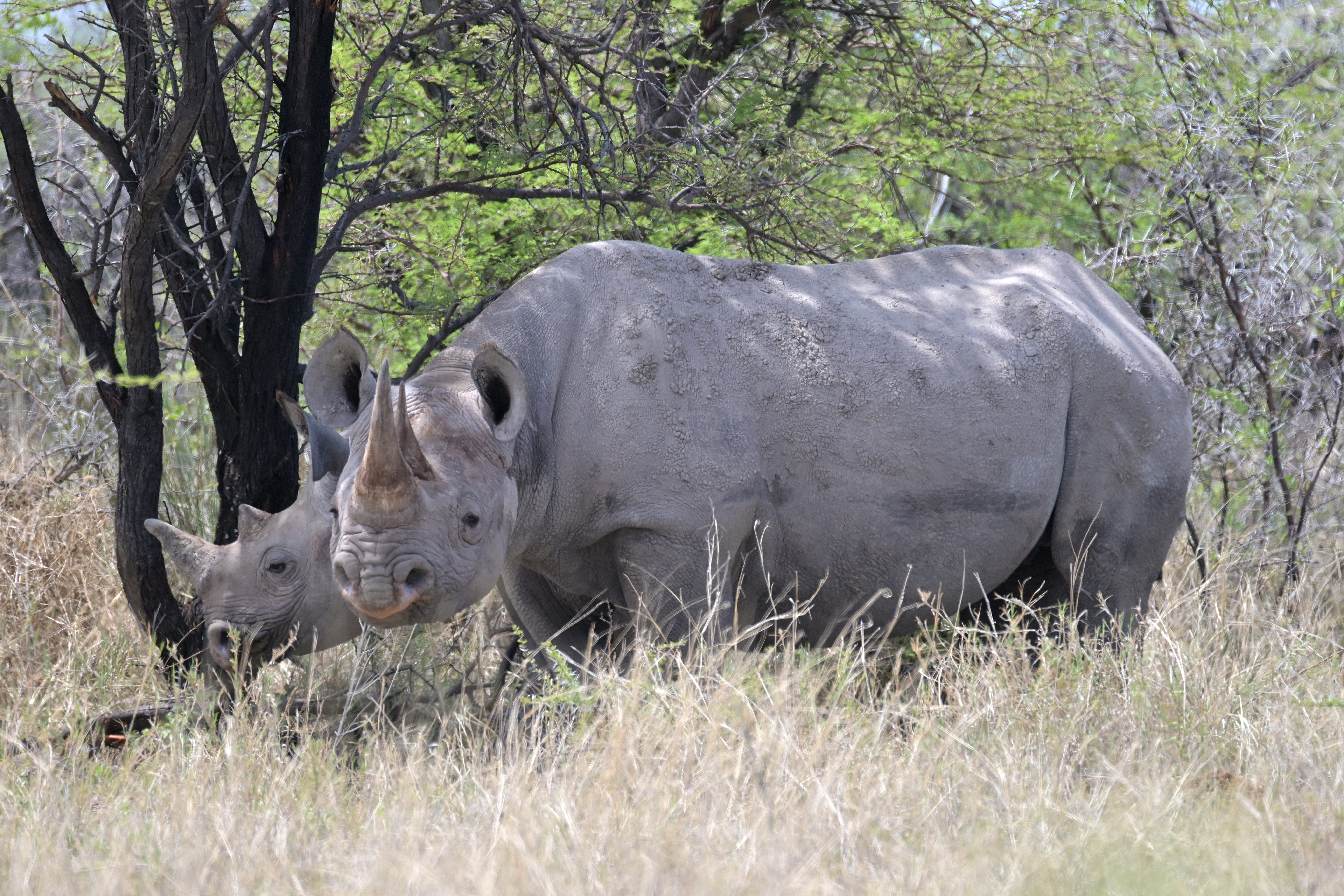 Wildlife in the Etosha National Park 