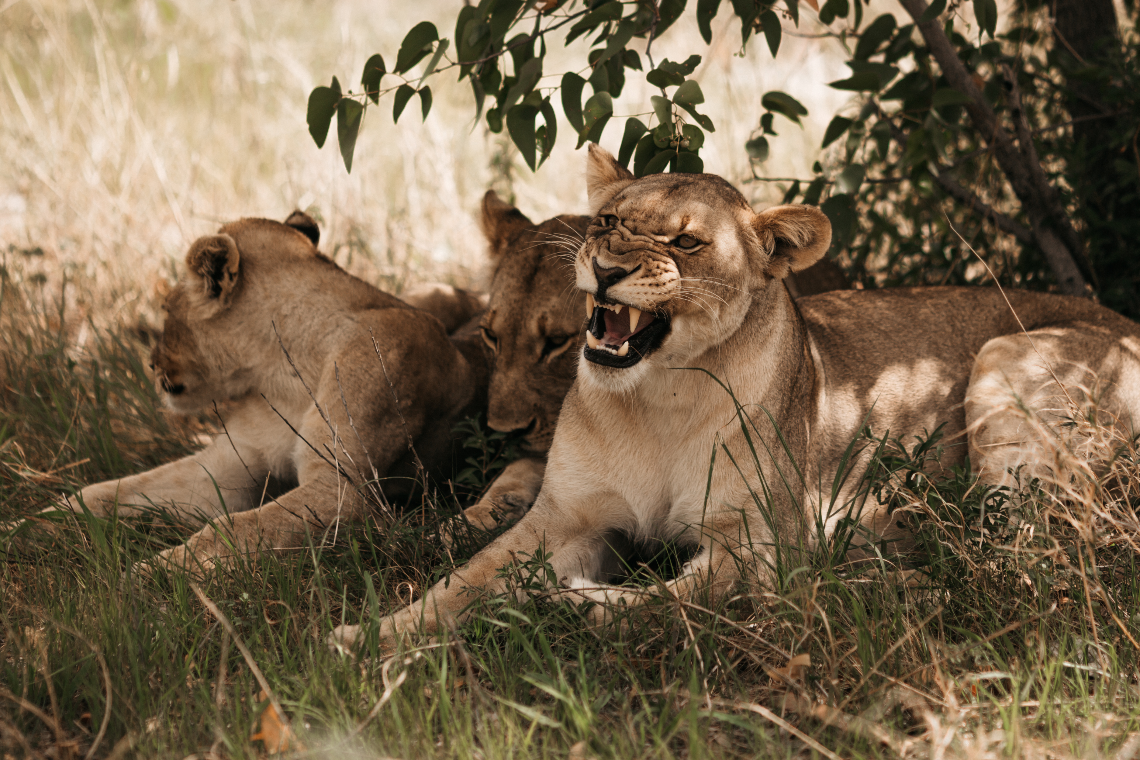 Wildlife in the Etosha National Park 