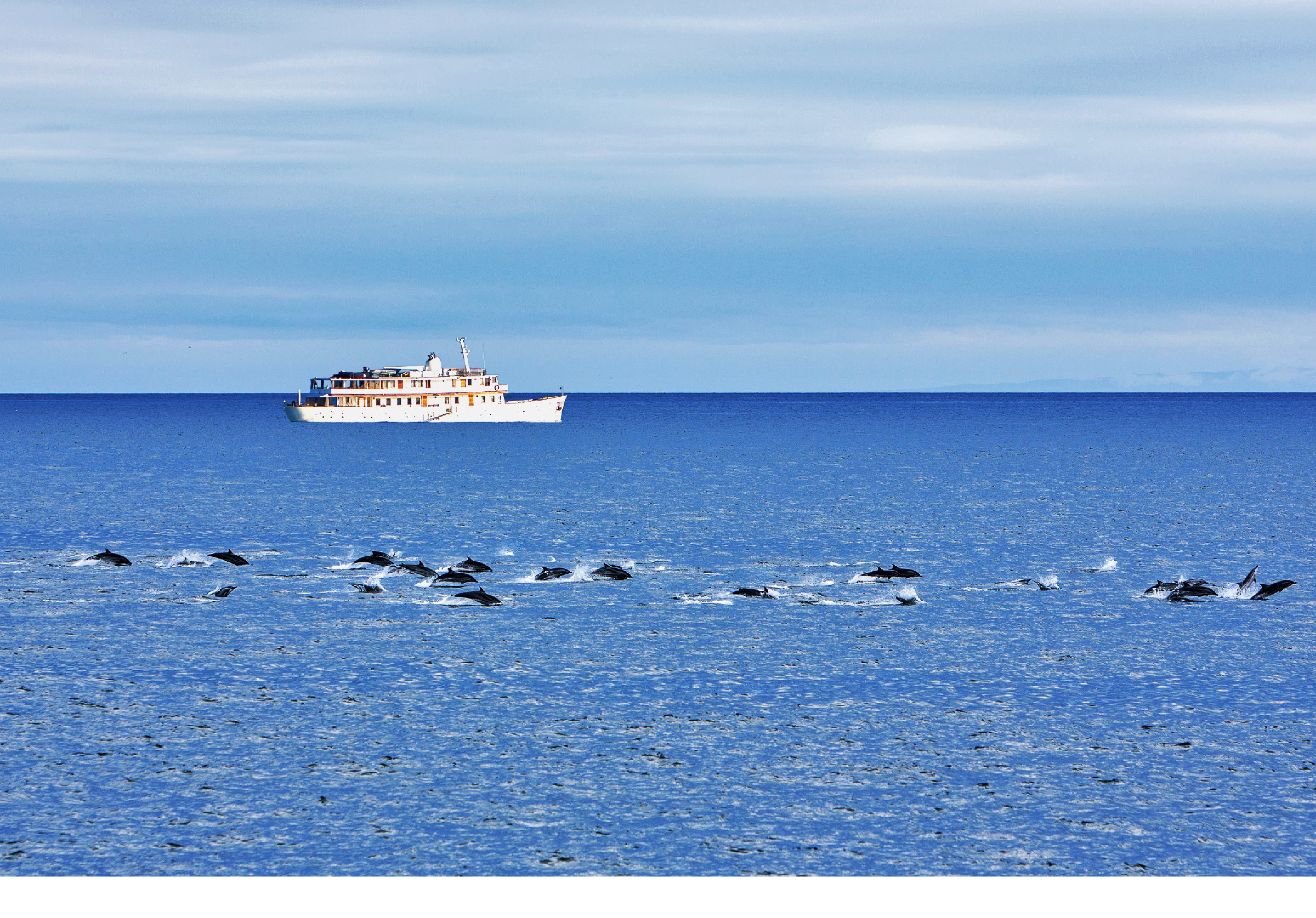 M/Y Grace sailing along with dolphins