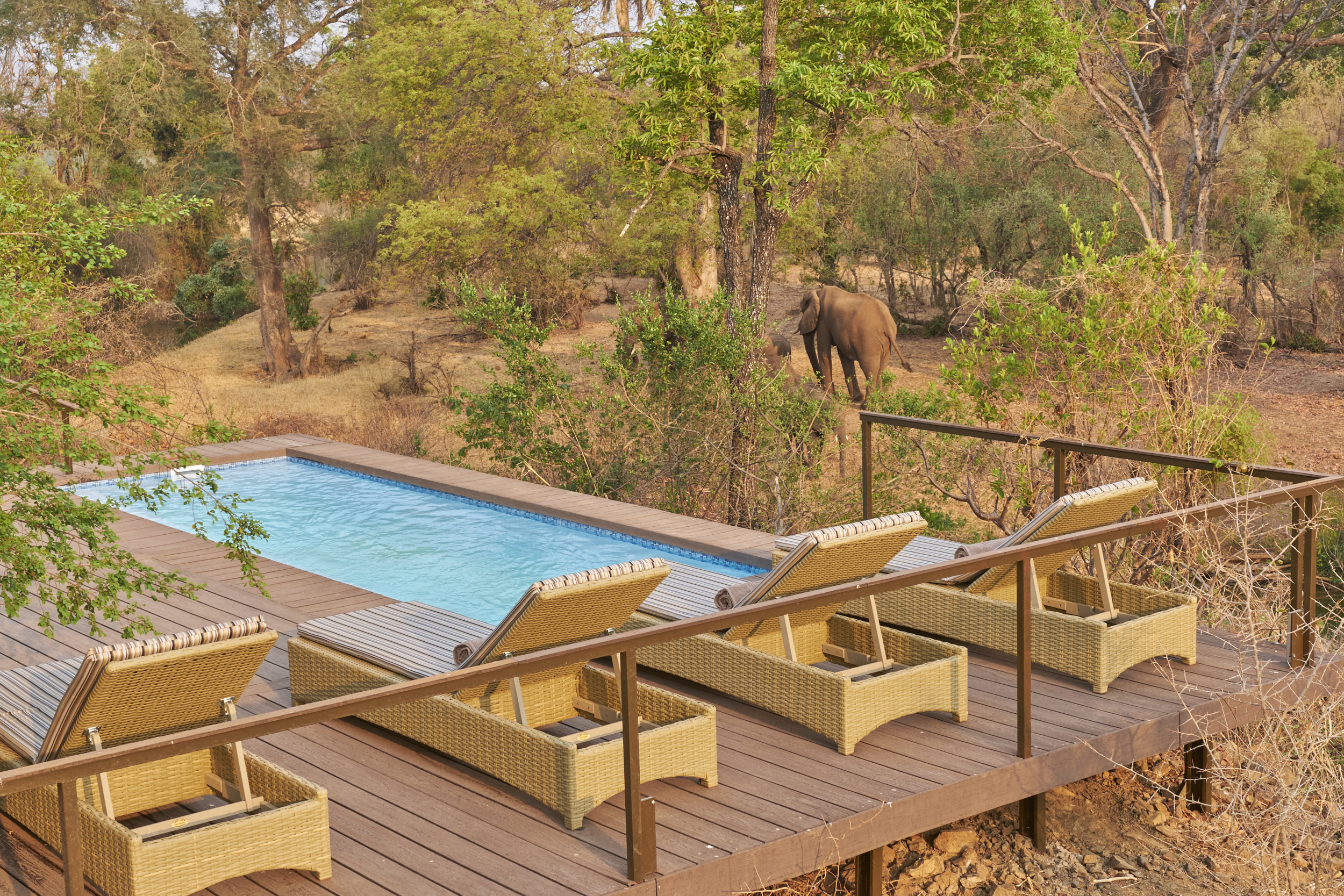 Elephants graze by the swimming pool. 