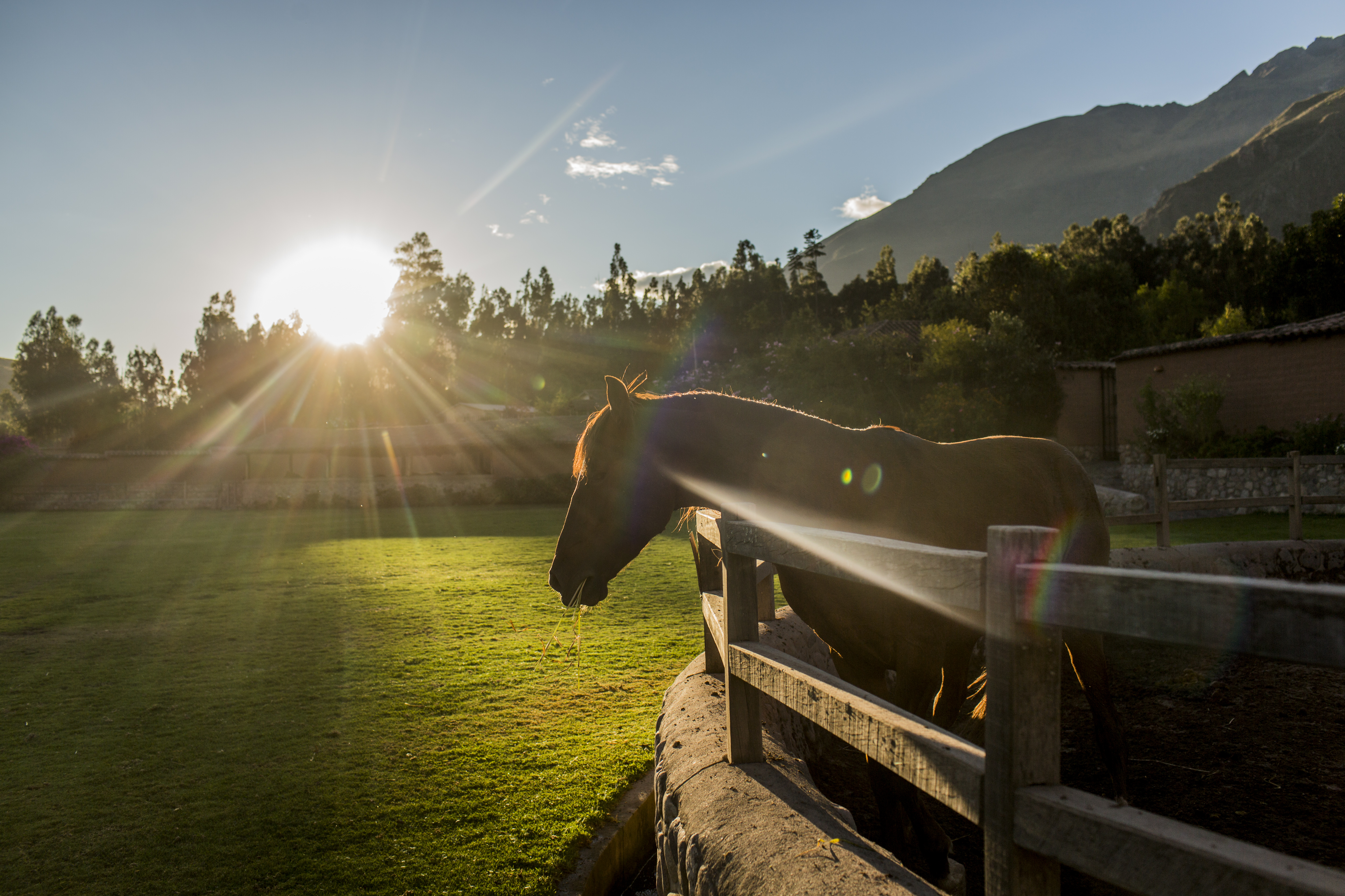 Wayra Ranch breeds the Peruvian Paso Horses  at the Sacred Valley of the Incas