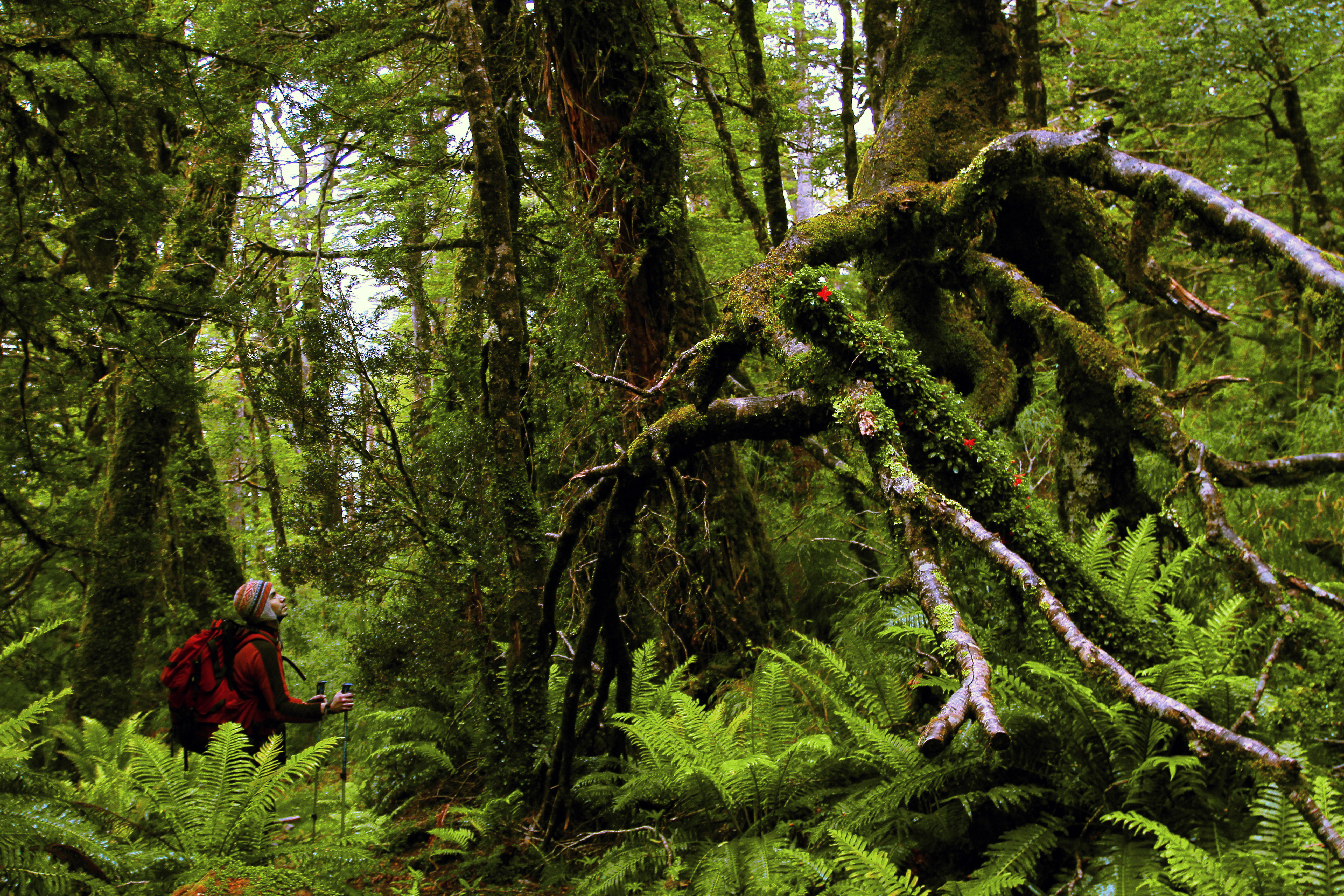 An invitation to explore and connect with the legendary Chilean Patagonia. The setting offered by the fjords and the National Park Queulat is sublime, with an extraordinary botanical variation together with the summits and snowdrifts are terrific and challenging.