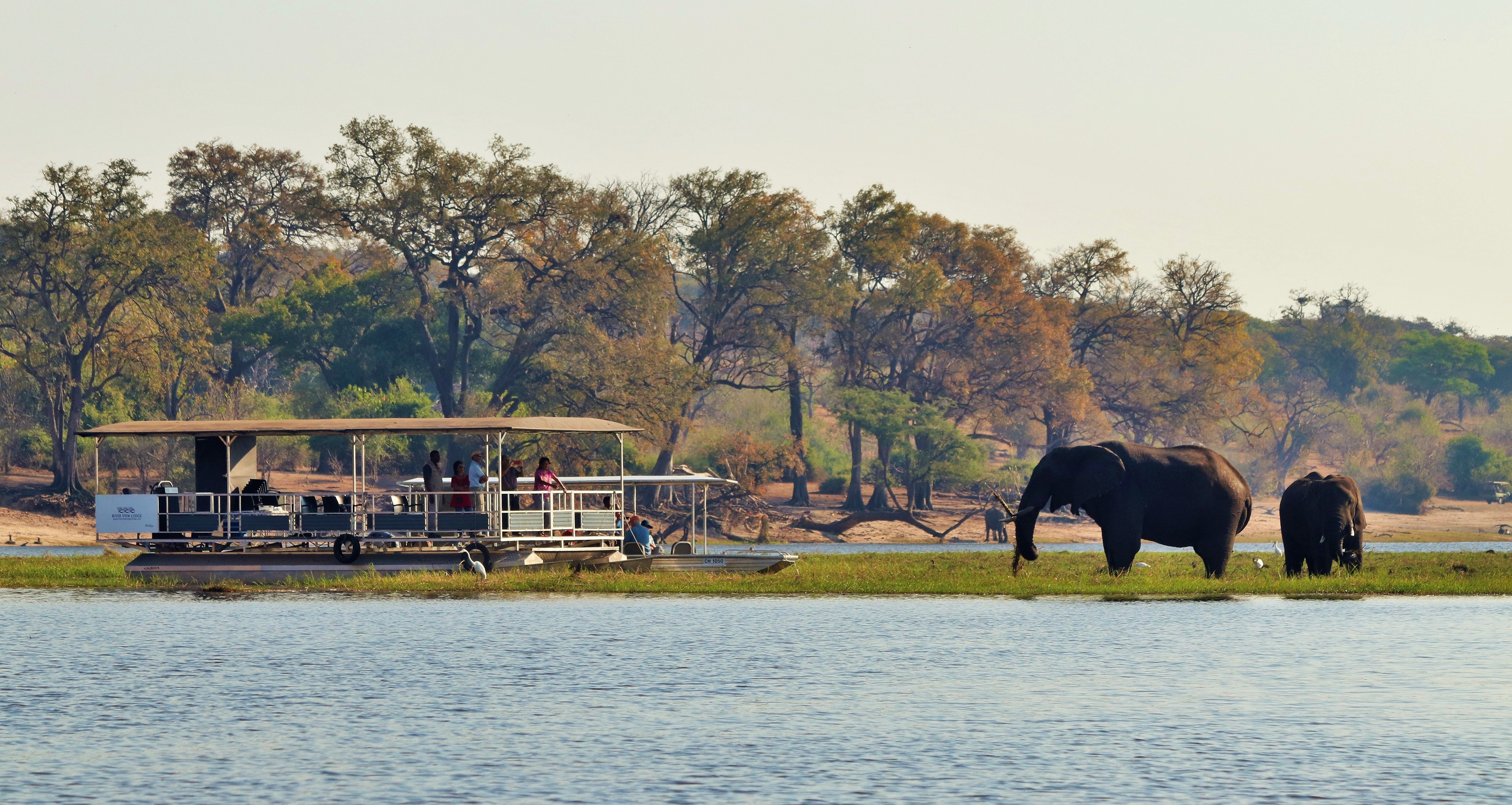 Boat cruise on the Chobe River in Chobe National Park, on River View Lodge's spacious and well-appointed pontoon boat.