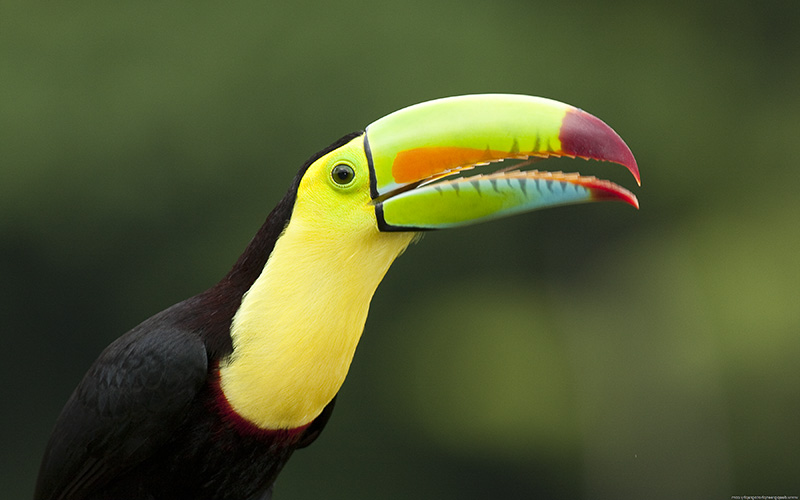 Selva Verde Lodge, Sarapiqui | Timbuktu Travel