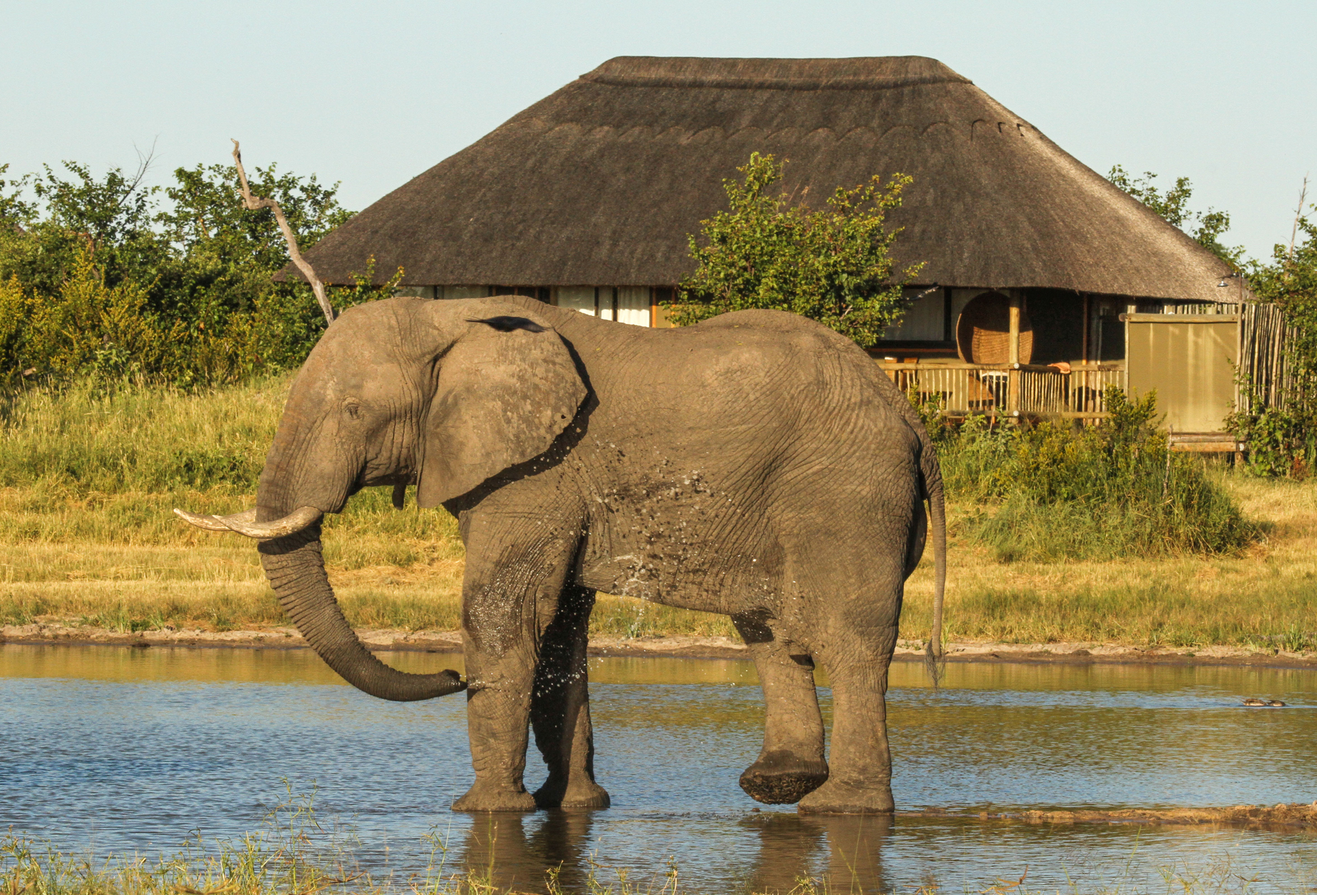 Nehimba Safari Lodge, Hwange | Timbuktu Travel