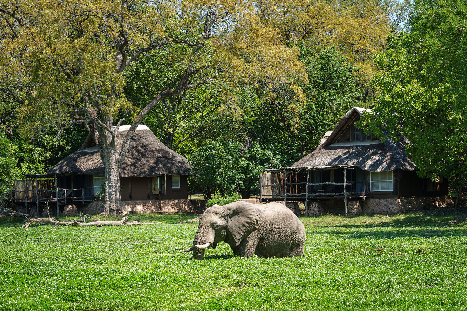 Mfuwe Lodge, South Luangwa | Timbuktu Travel