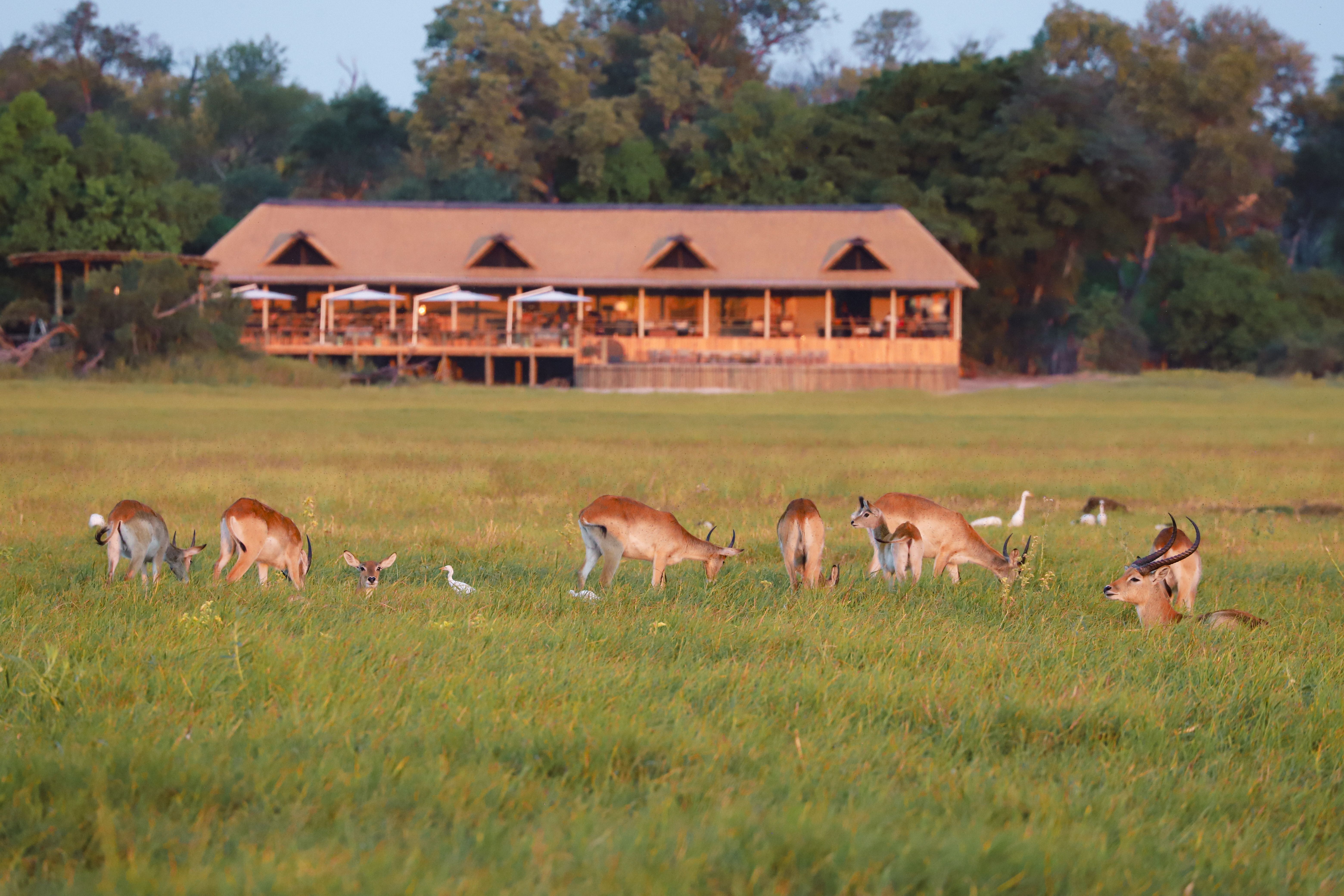 Kanana Camp, Central Okavango | Timbuktu Travel