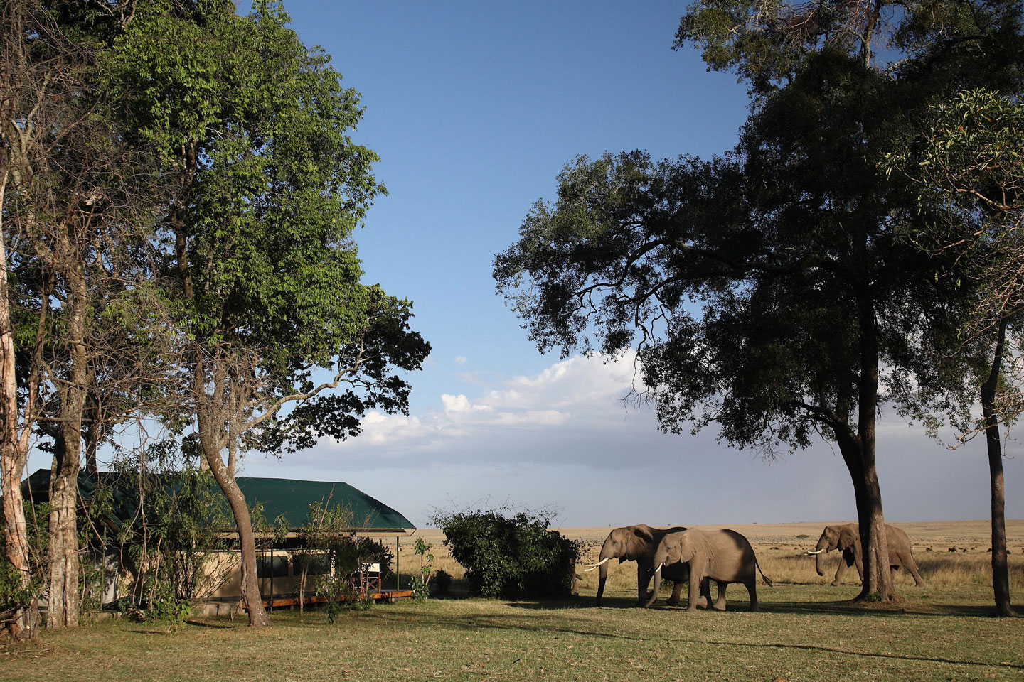 Governors' Camp, Masai Mara | Timbuktu Travel