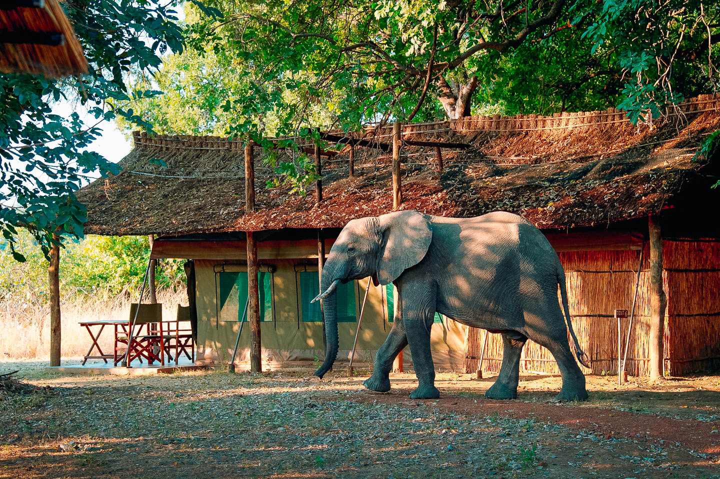 Flatdogs Camp, South Luangwa | Timbuktu Travel