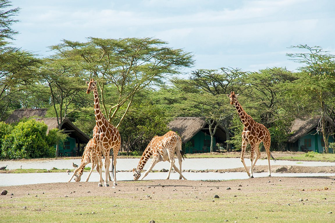 Sweetwaters Serena Camp, Laikipia | Timbuktu Travel