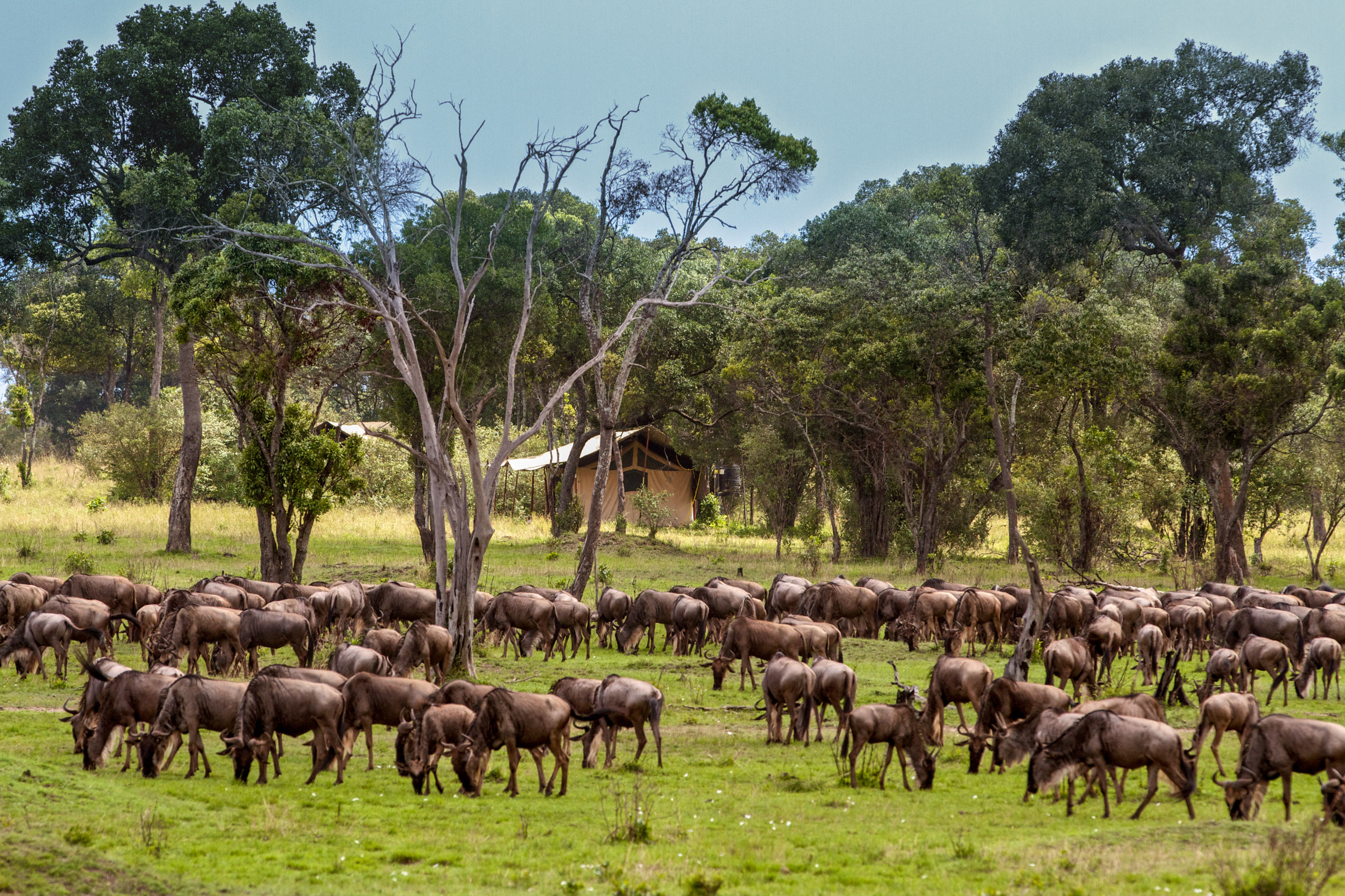 Lemala Mara Camp, Serengeti | Timbuktu Travel