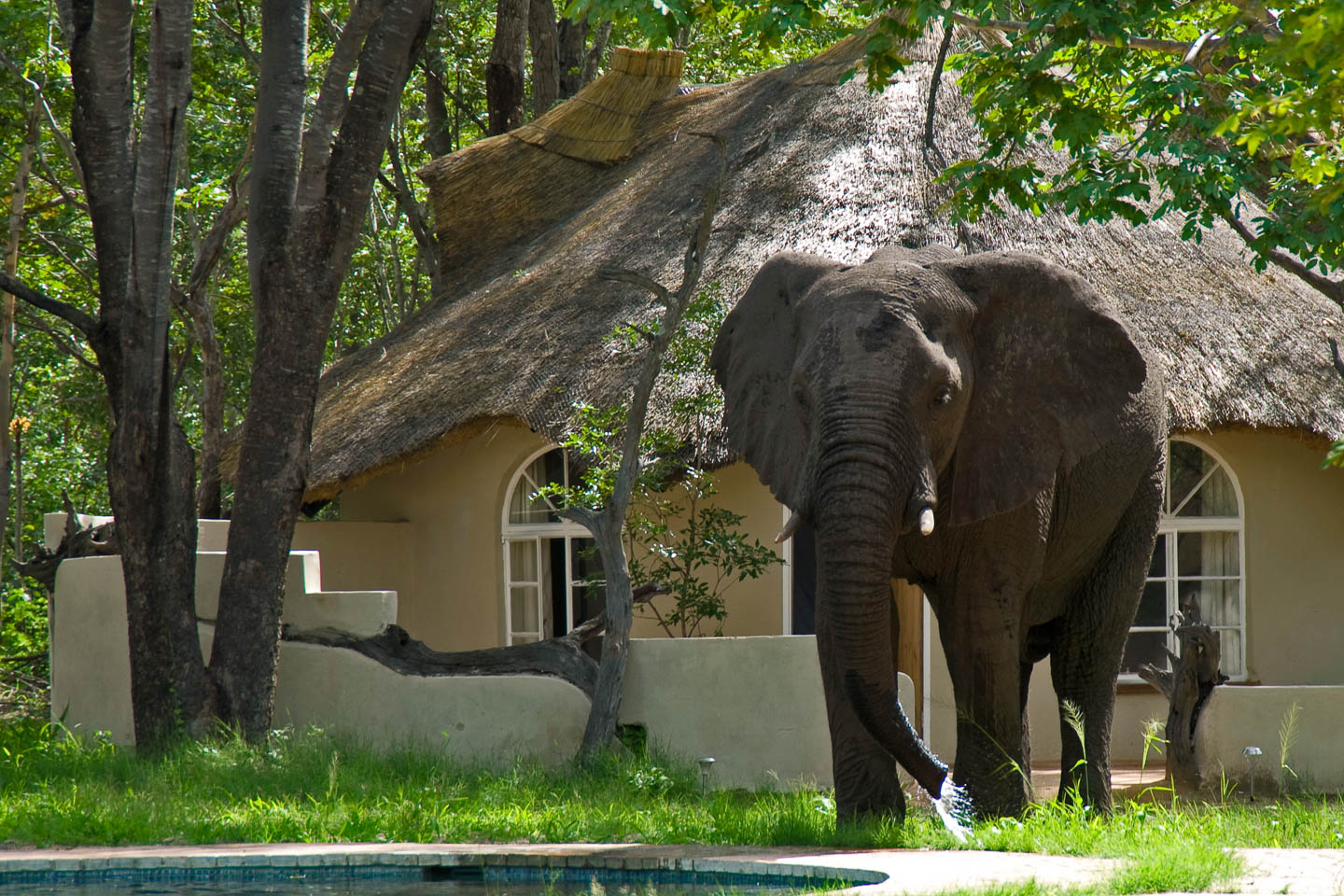 Sable Sands, Hwange | Timbuktu Travel
